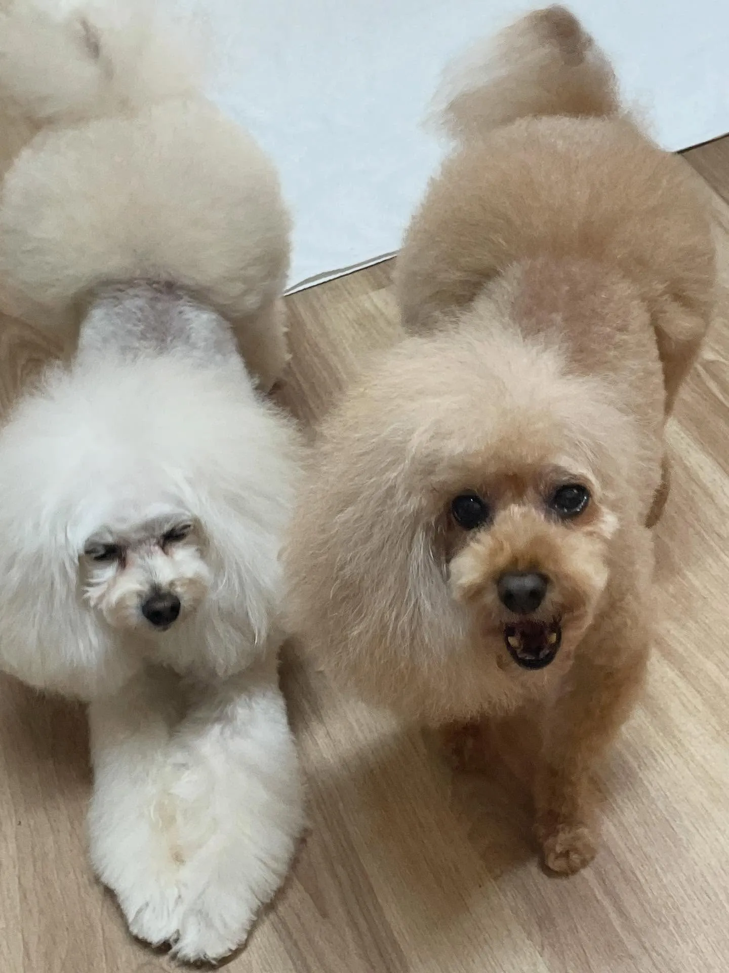 🍃今日のトリミング🍃プードル🐶|名東区・千種区・守山区の動物...