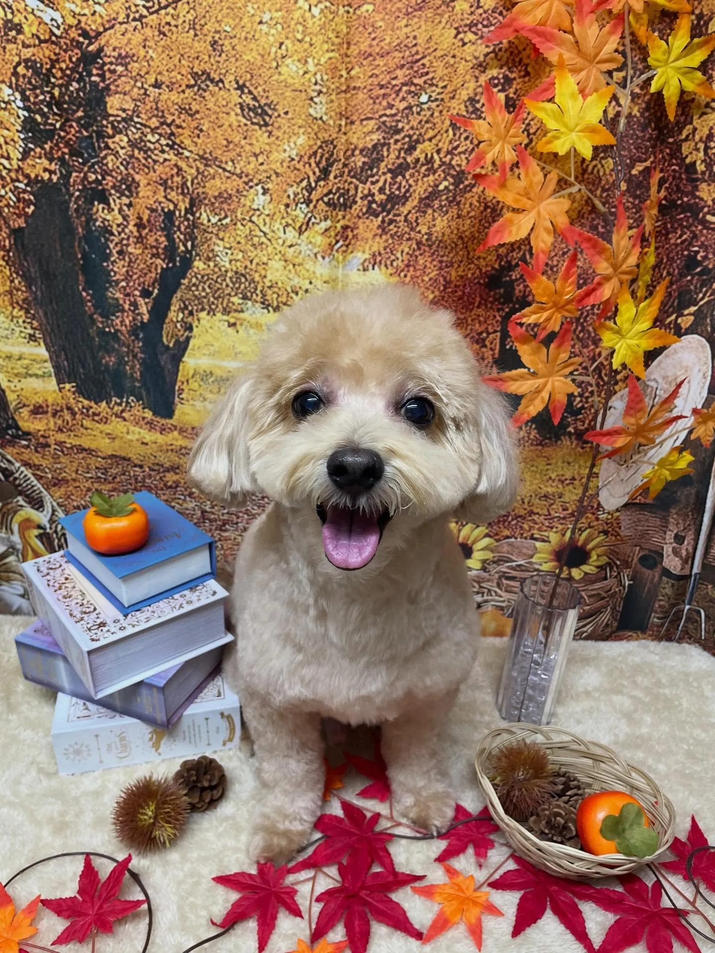🍃今日のトリミング🍃ミックス犬🐶｜名東区・千種区・守山区の動...