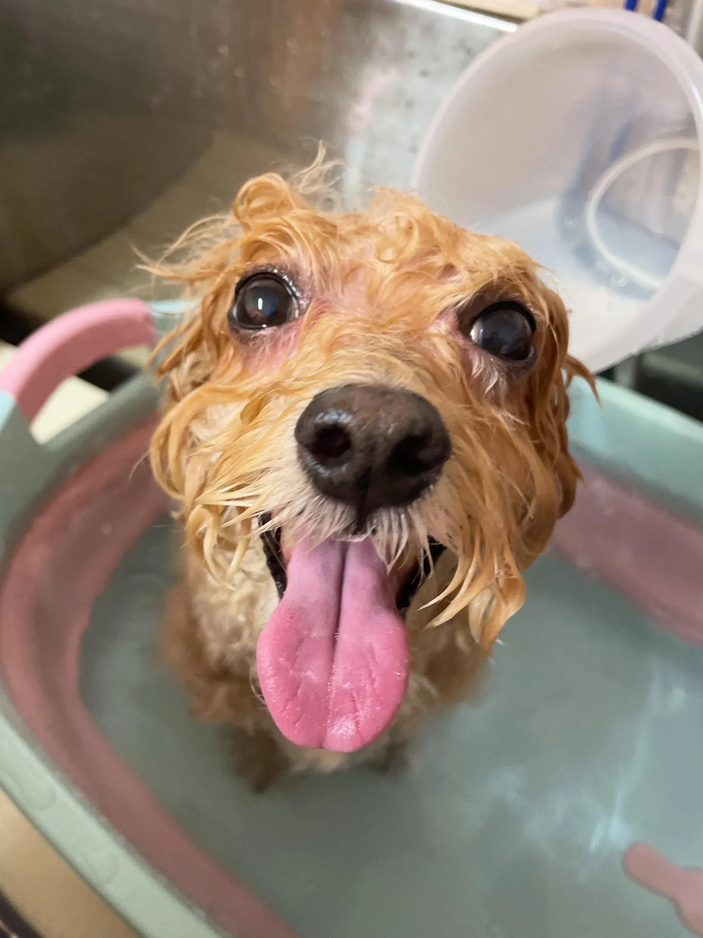 🍃今日のトリミング🍃ミックス犬🐶｜名東区・千種区・守山区の動...