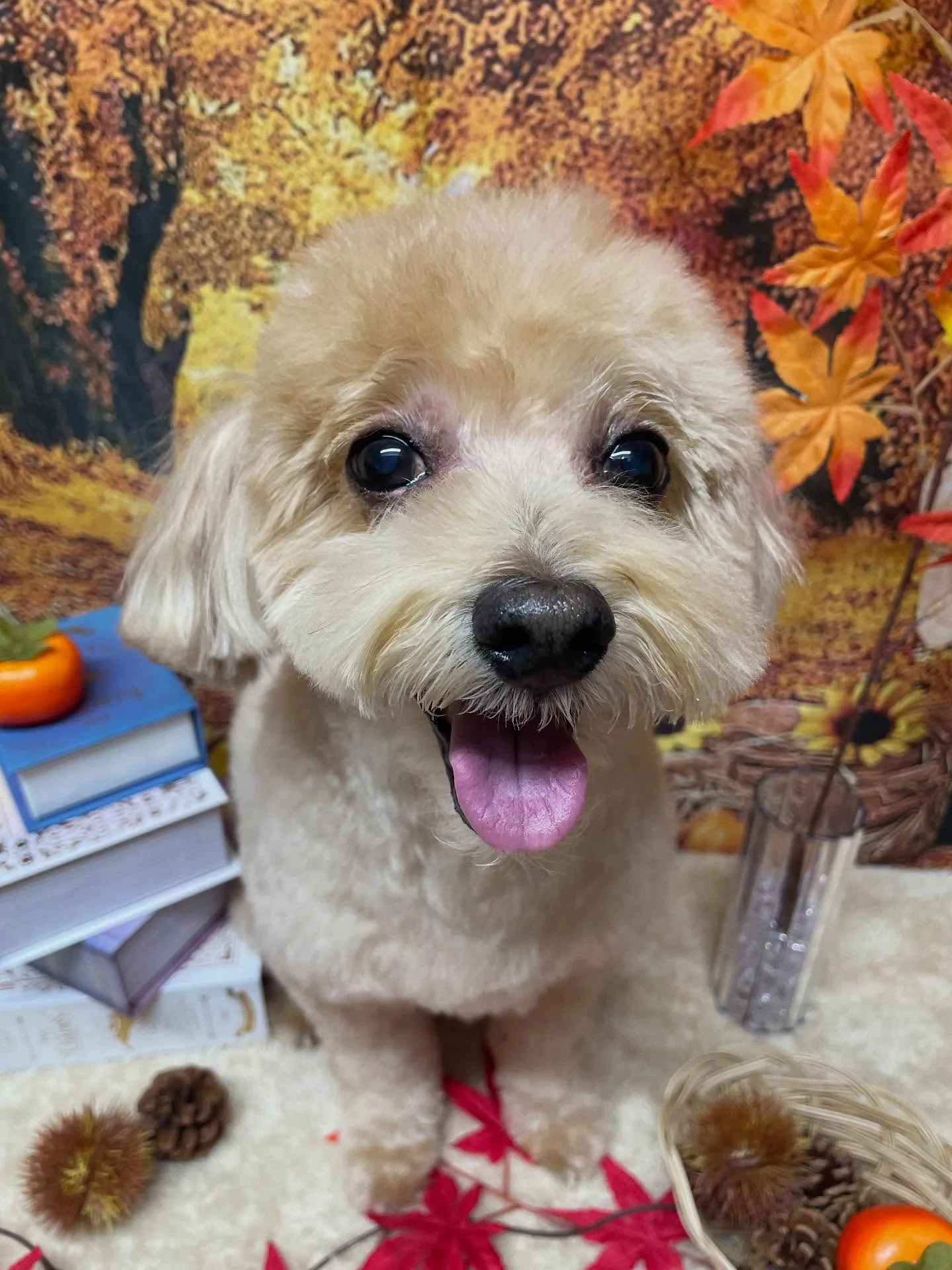 🍃今日のトリミング🍃ミックス犬🐶｜名東区・千種区・守山区の動...