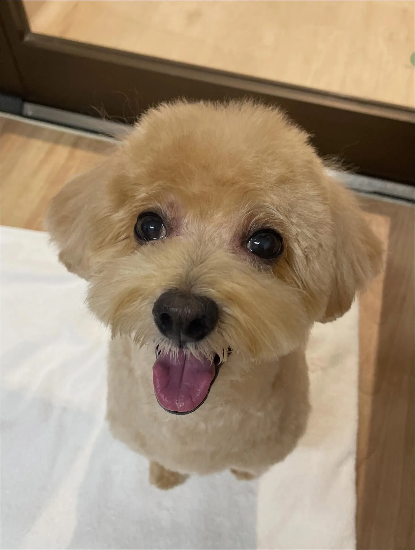 🍃今日のトリミング🍃ミックス犬🐶｜名東区・千種区・守山区の動...