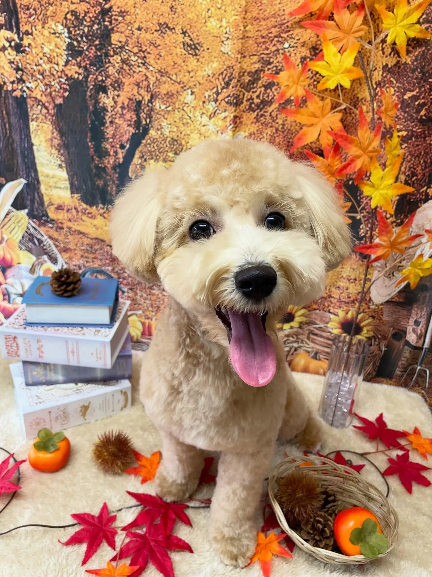 🍃今日のトリミング🍃ミックス犬🐶|名東区・千種区・守山区の動...