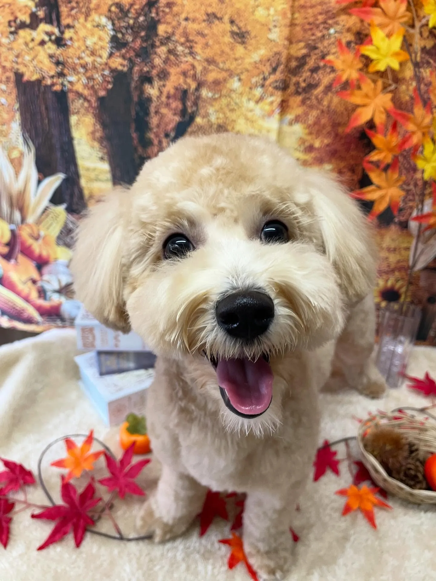 🍃今日のトリミング🍃ミックス犬🐶|名東区・千種区・守山区の動...