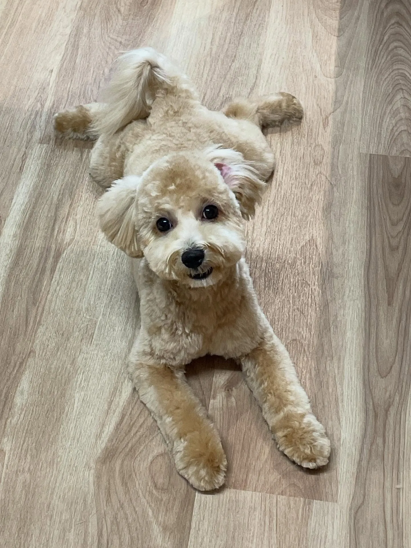 🍃今日のトリミング🍃ミックス犬🐶|名東区・千種区・守山区の動...