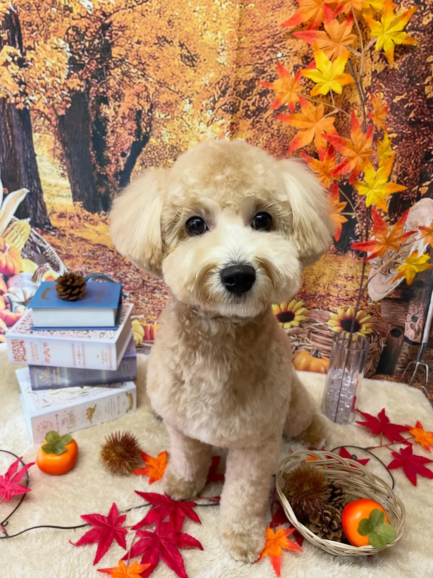 🍃今日のトリミング🍃ミックス犬🐶|名東区・千種区・守山区の動...