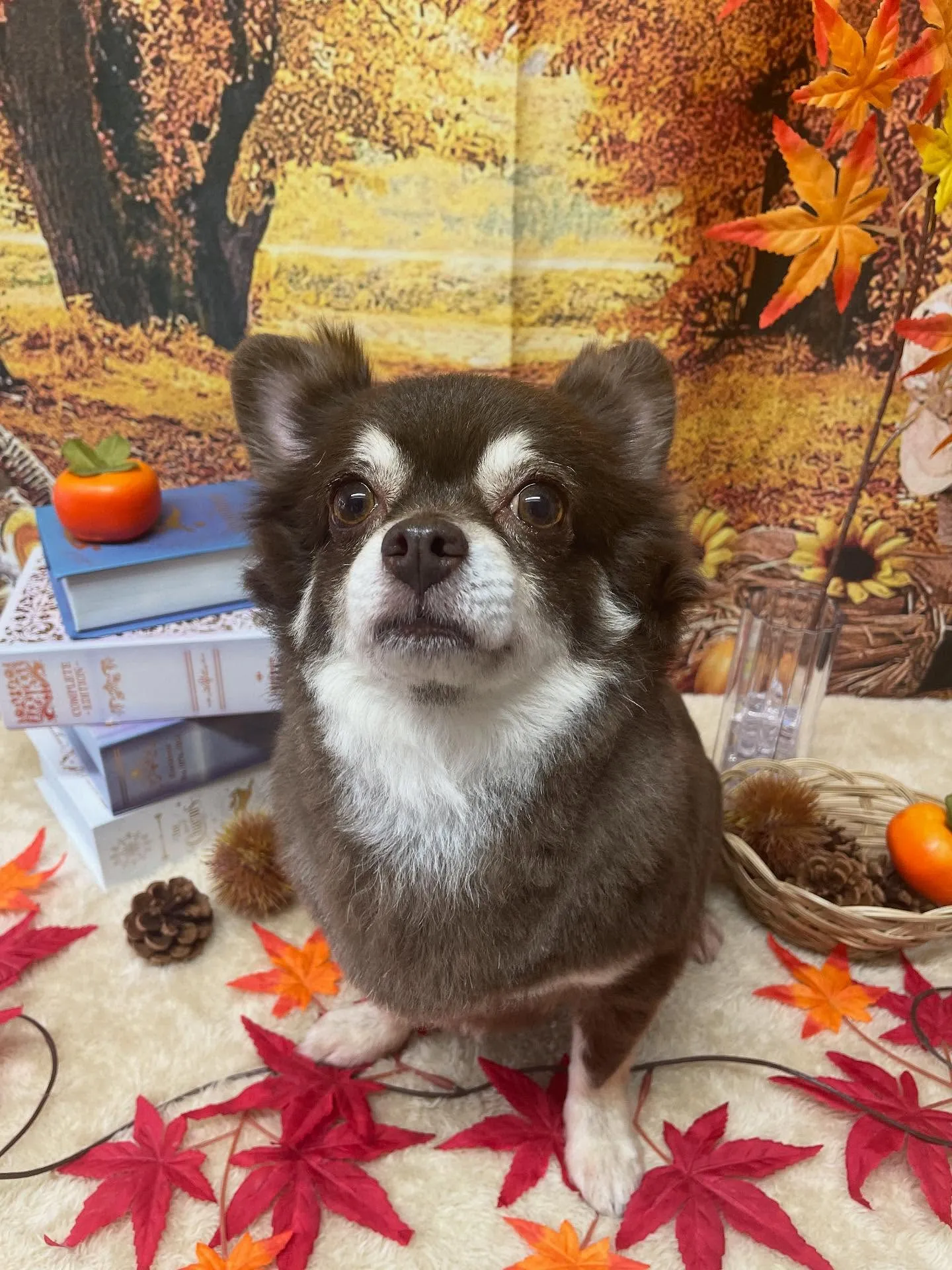 🍃今日のトリミング🍃チワワ🐶|名東区・千種区・守山区の動物病...
