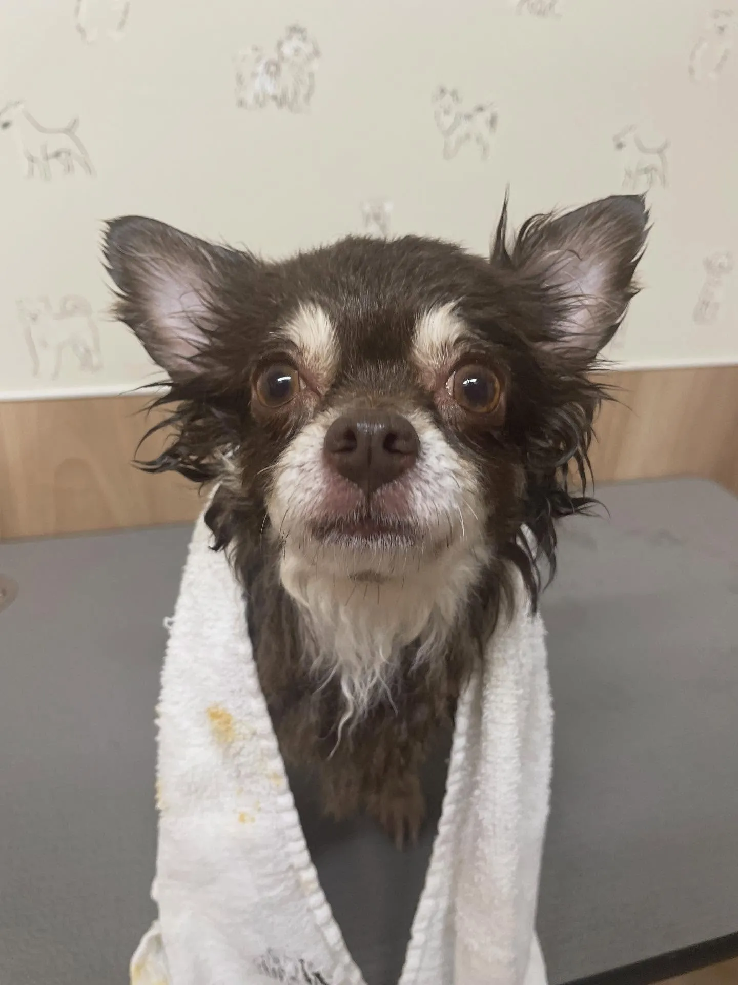 🍃今日のトリミング🍃チワワ🐶|名東区・千種区・守山区の動物病...
