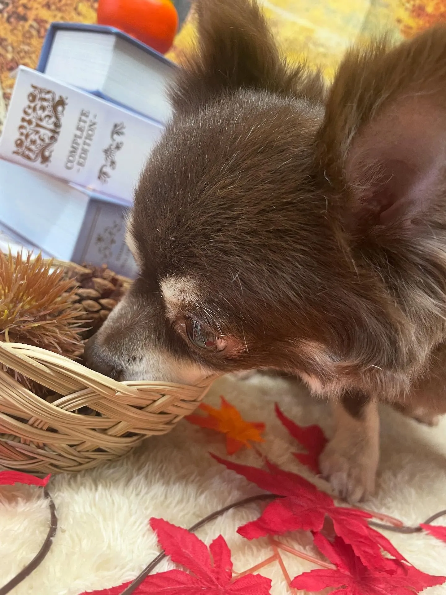 🍃今日のトリミング🍃チワワ🐶|名東区・千種区・守山区の動物病...