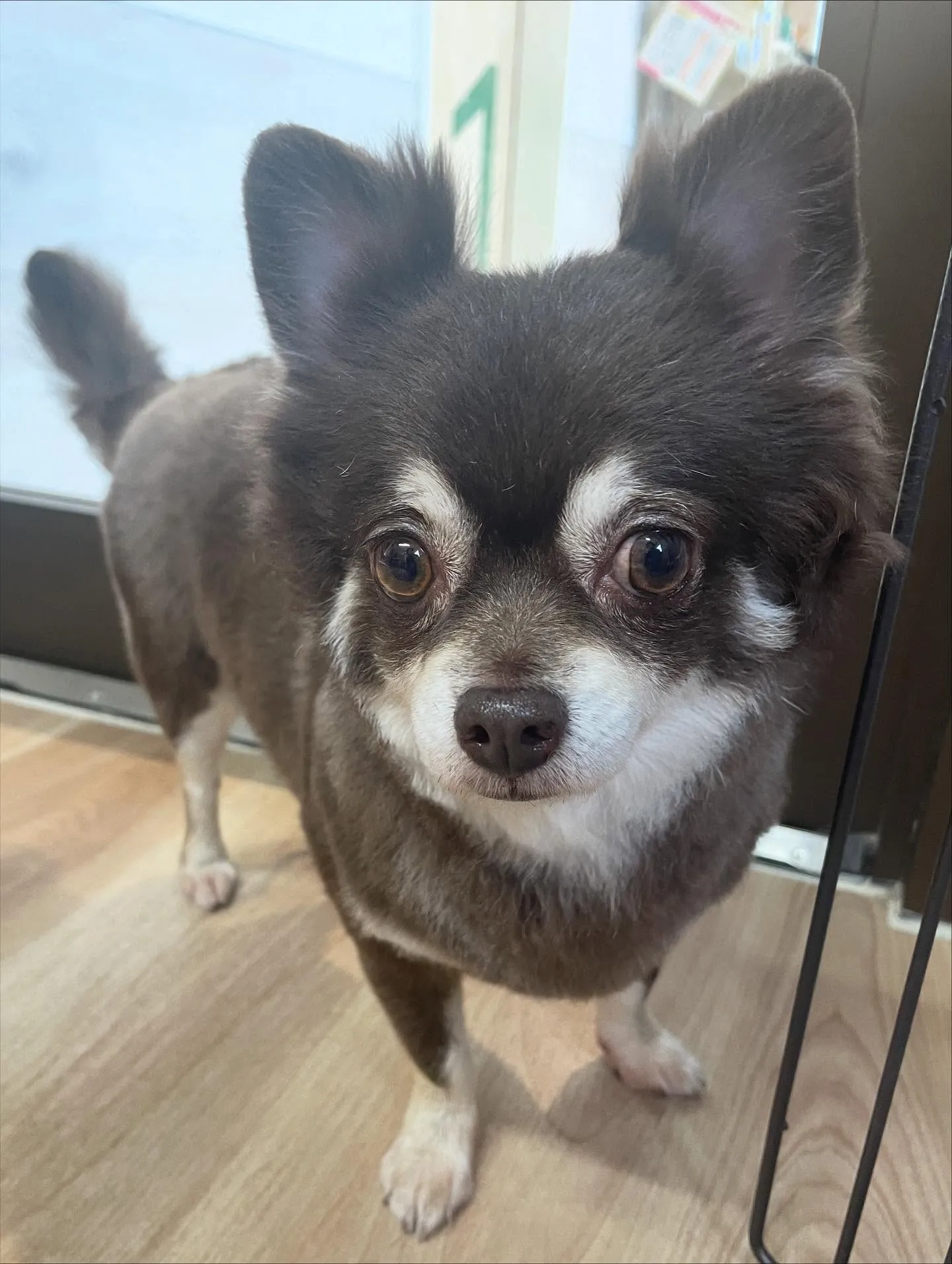 🍃今日のトリミング🍃チワワ🐶|名東区・千種区・守山区の動物病...