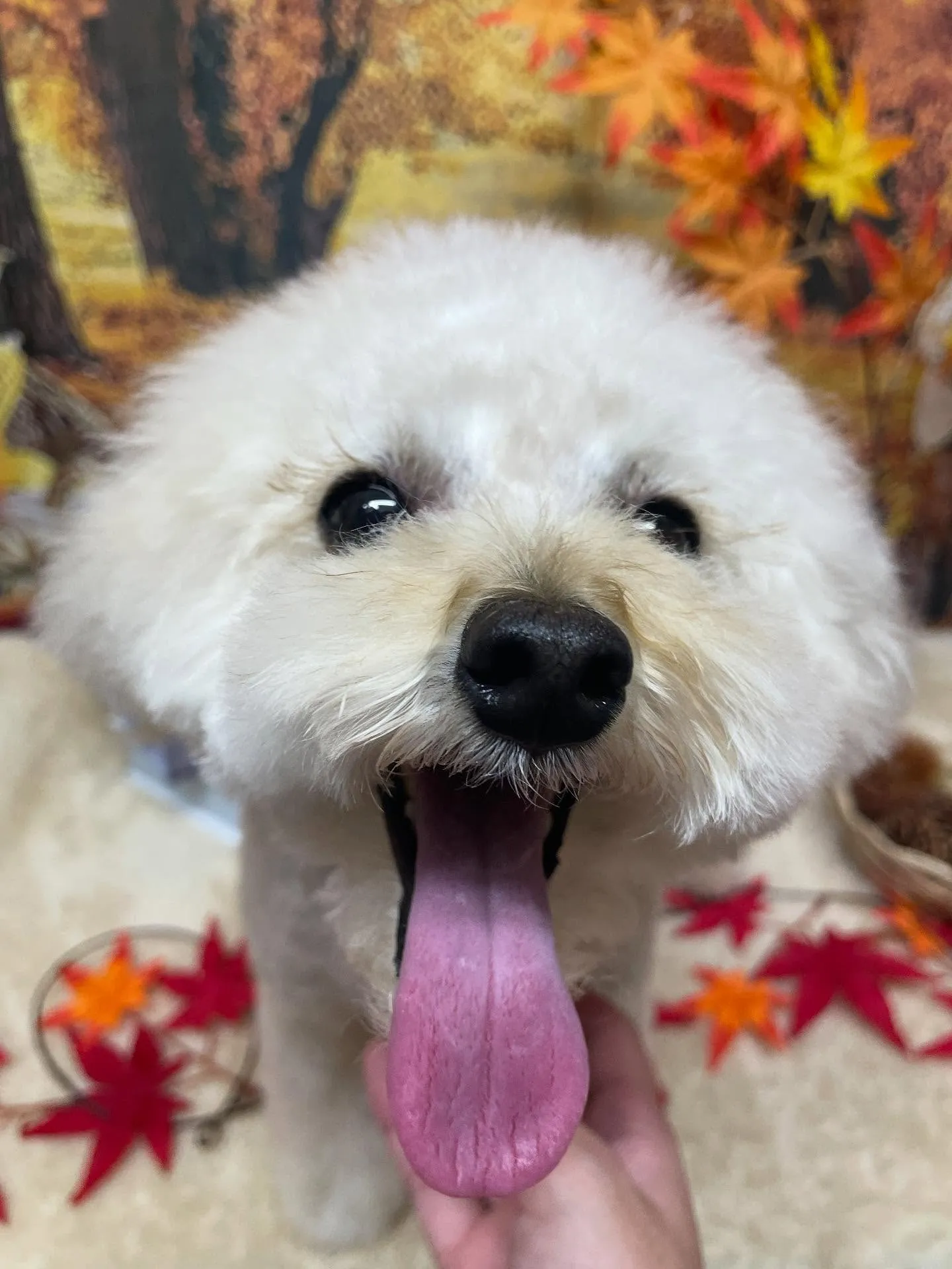 🍃今日のトリミング🍃プードル🐶|名東区・千種区・守山区の動物...