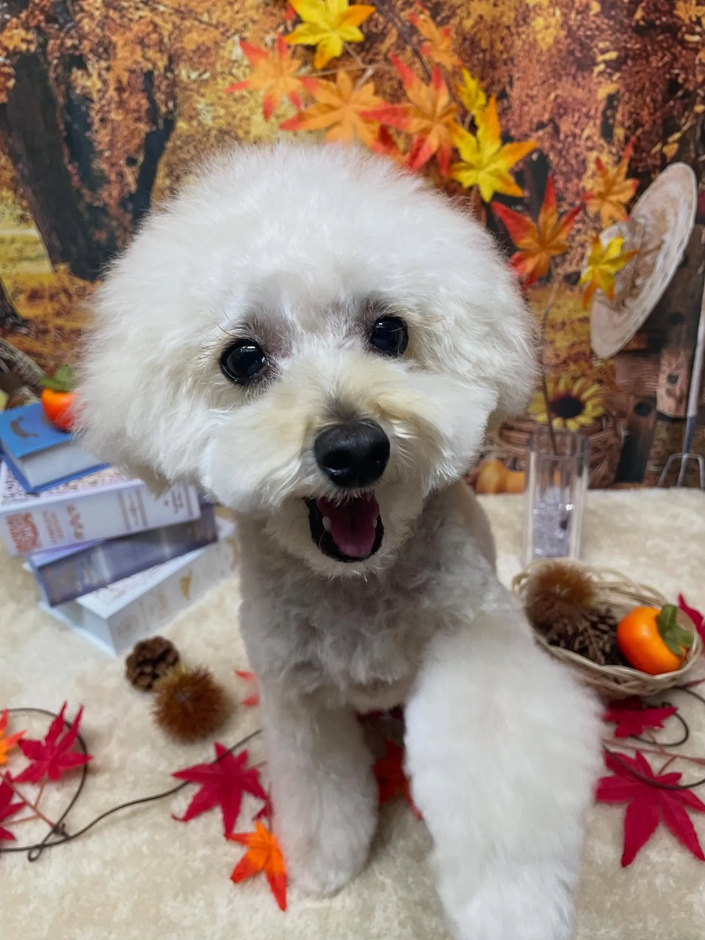 🍃今日のトリミング🍃プードル🐶|名東区・千種区・守山区の動物...
