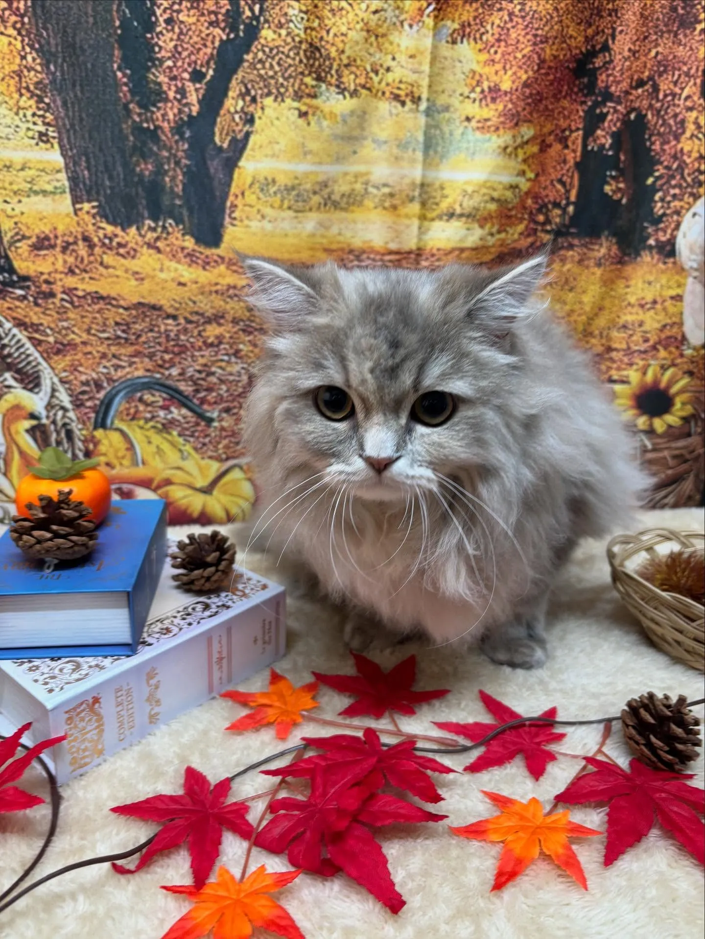 🍃今日のトリミング🍃ミヌエット🐱|名東区・千種区・守山区の動...