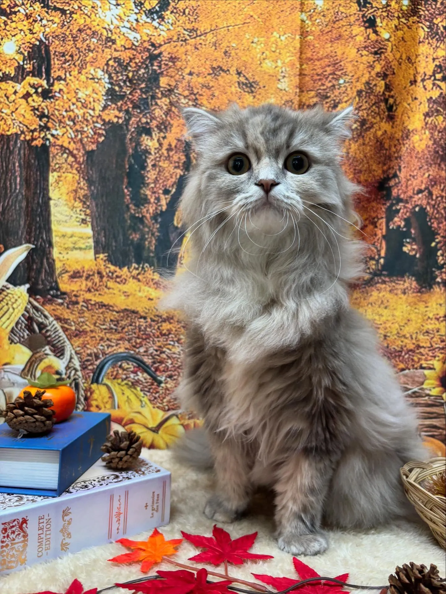 🍃今日のトリミング🍃ミヌエット🐱|名東区・千種区・守山区の動...