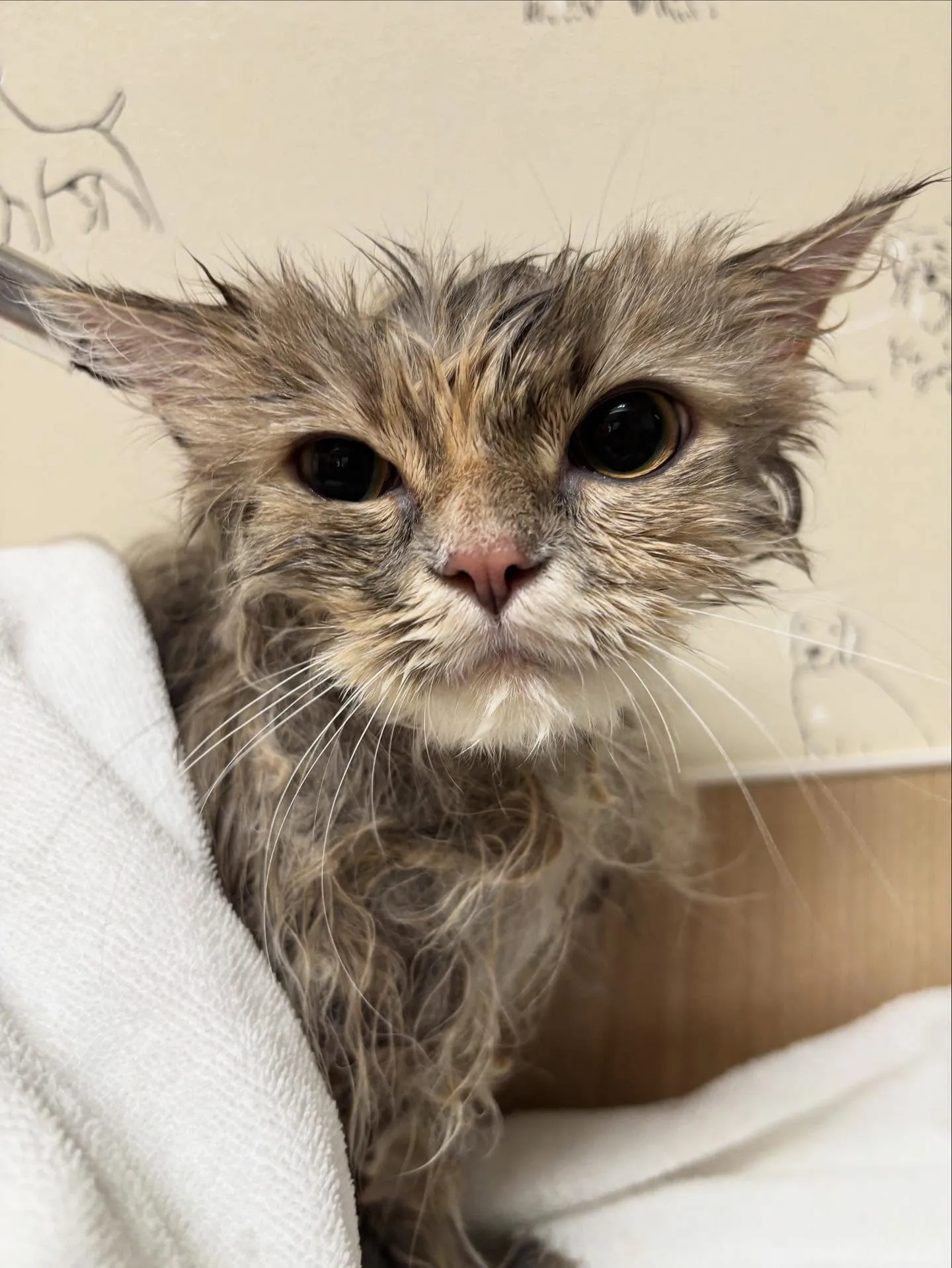 🍃今日のトリミング🍃ミヌエット🐱|名東区・千種区・守山区の動...