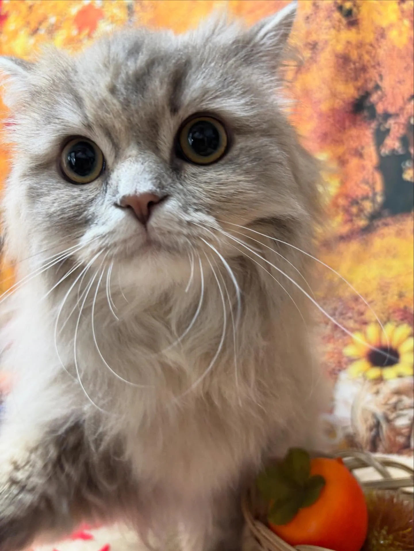 🍃今日のトリミング🍃ミヌエット🐱|名東区・千種区・守山区の動...