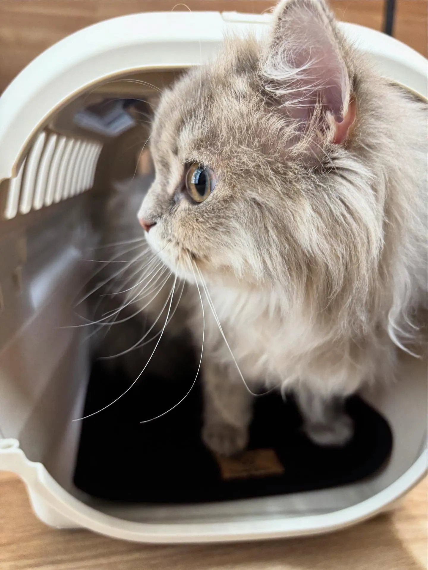 🍃今日のトリミング🍃ミヌエット🐱|名東区・千種区・守山区の動...