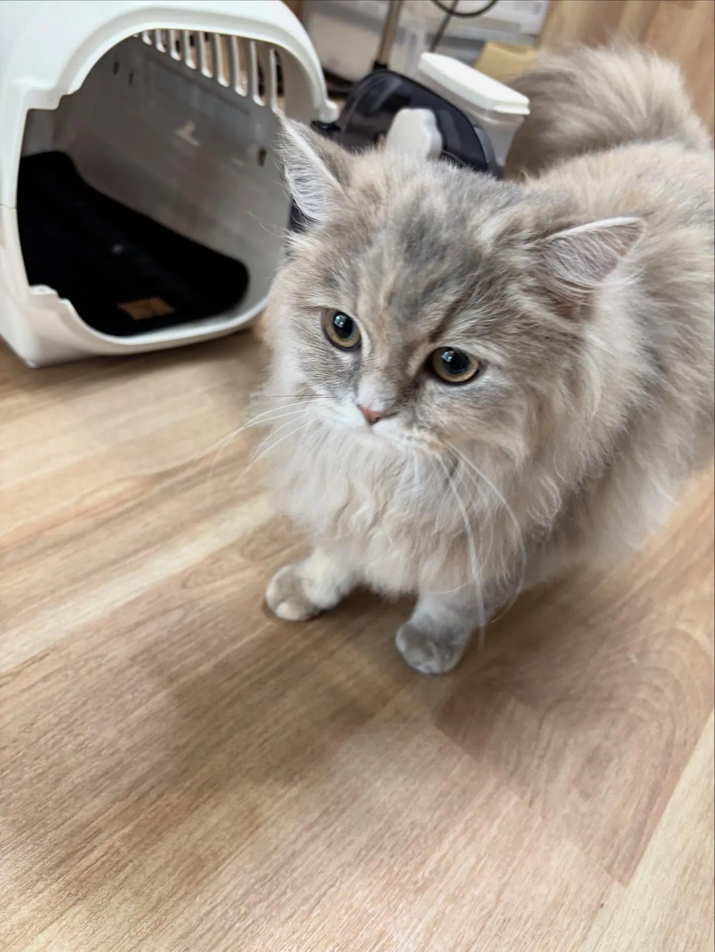 🍃今日のトリミング🍃ミヌエット🐱|名東区・千種区・守山区の動...