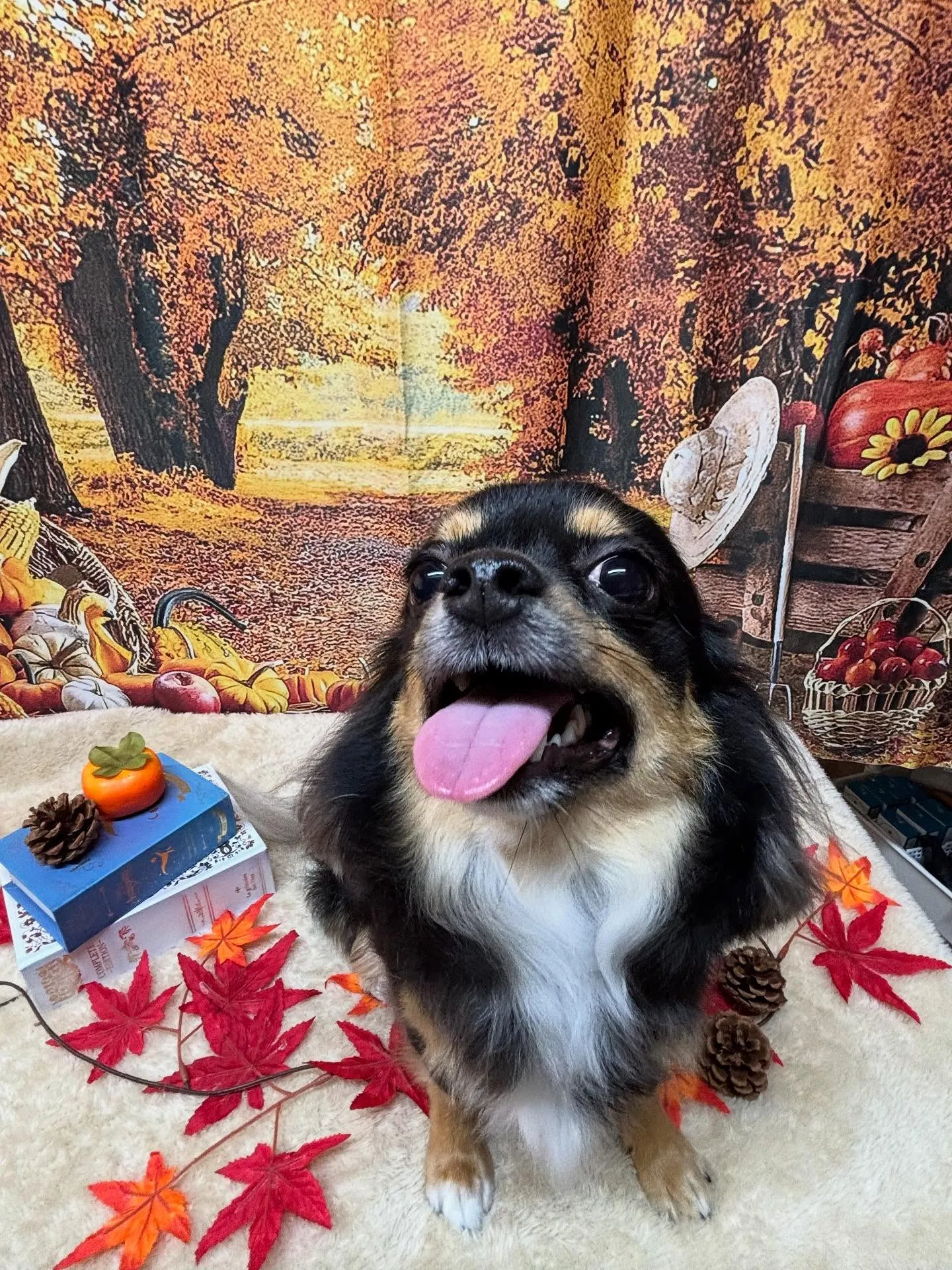 🍃今日のトリミング🍃チワワ🐶｜名東区・千種区・守山区の動物病...