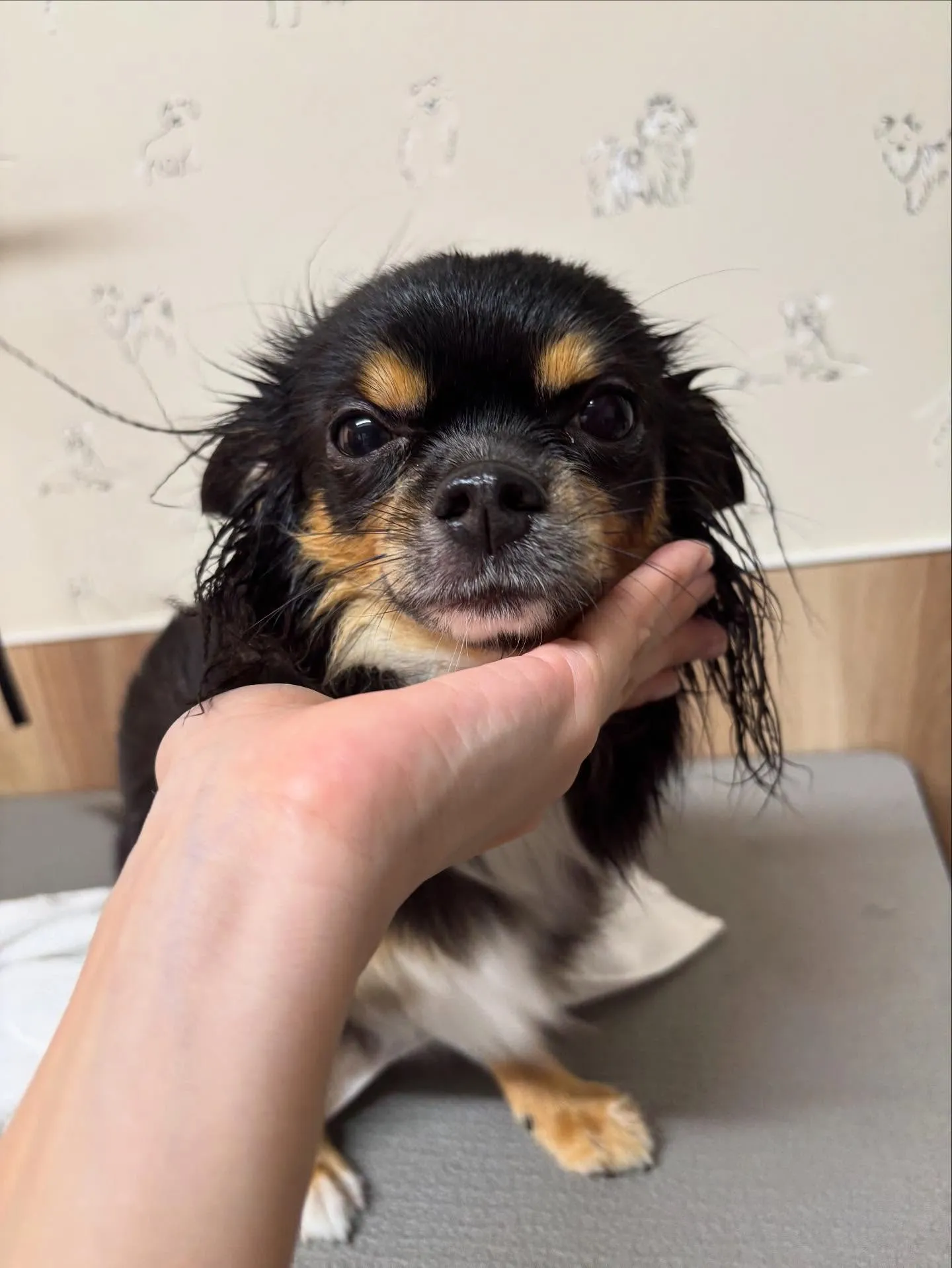 🍃今日のトリミング🍃チワワ🐶｜名東区・千種区・守山区の動物病...