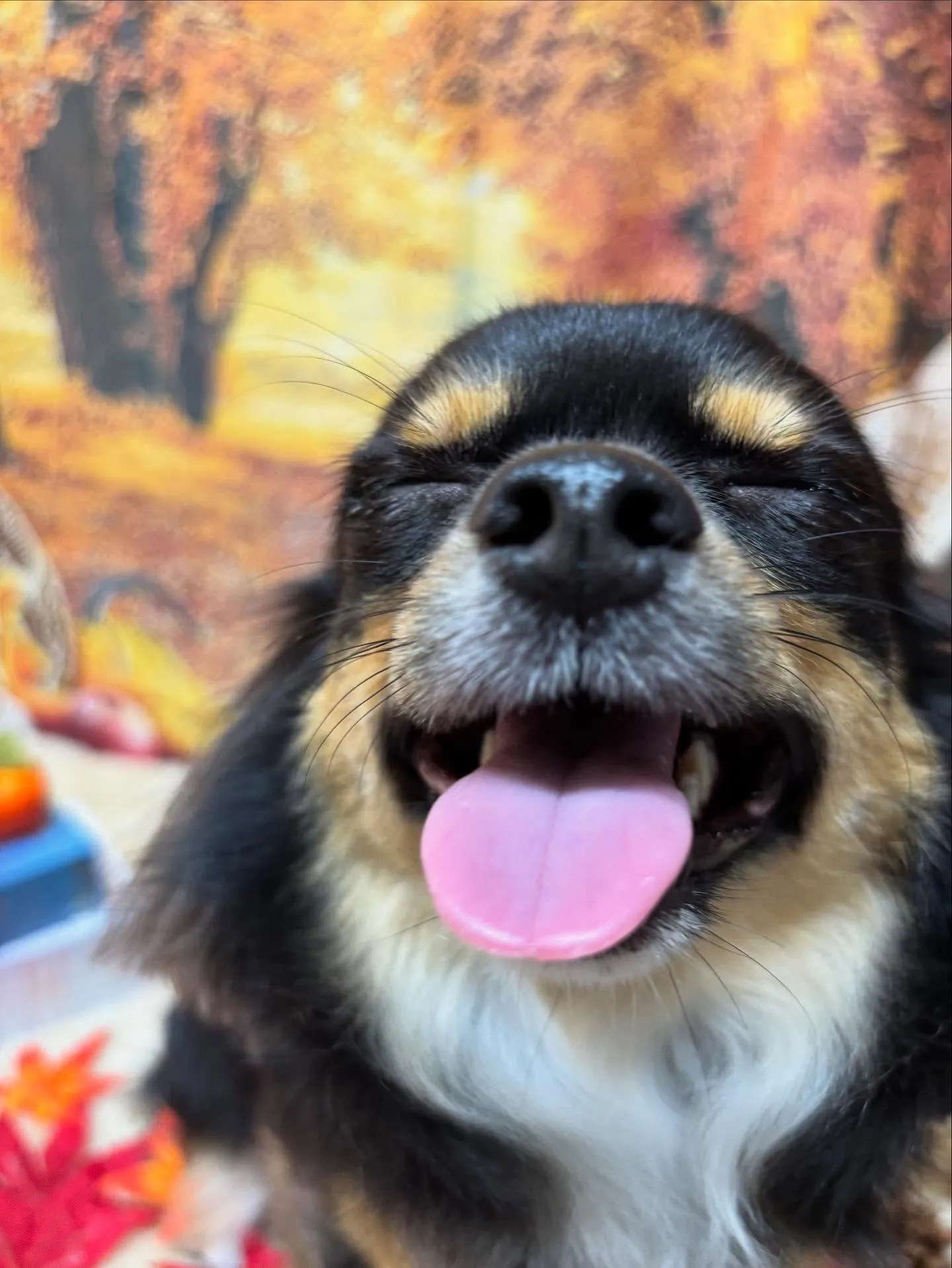 🍃今日のトリミング🍃チワワ🐶｜名東区・千種区・守山区の動物病...