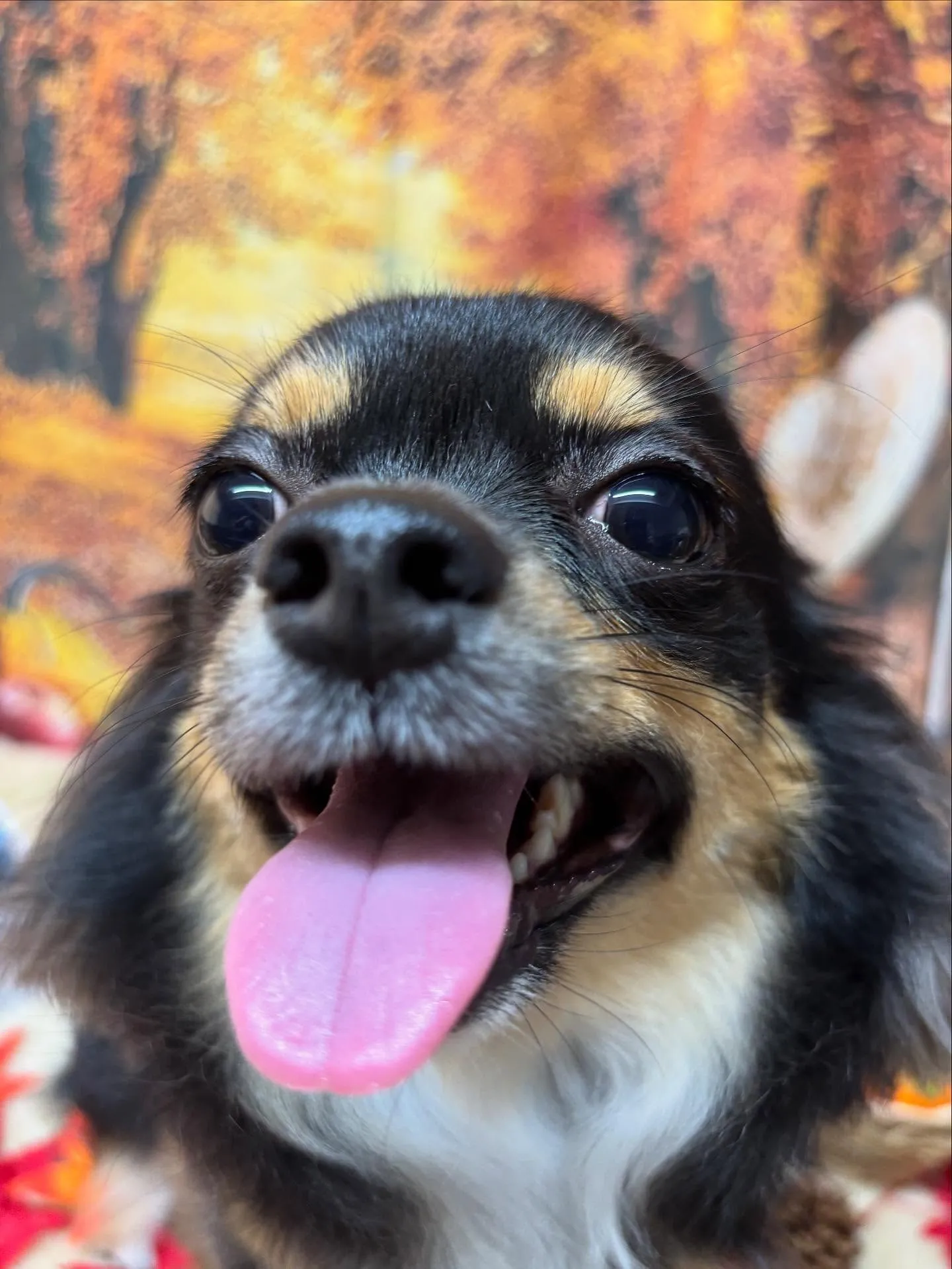 🍃今日のトリミング🍃チワワ🐶｜名東区・千種区・守山区の動物病...