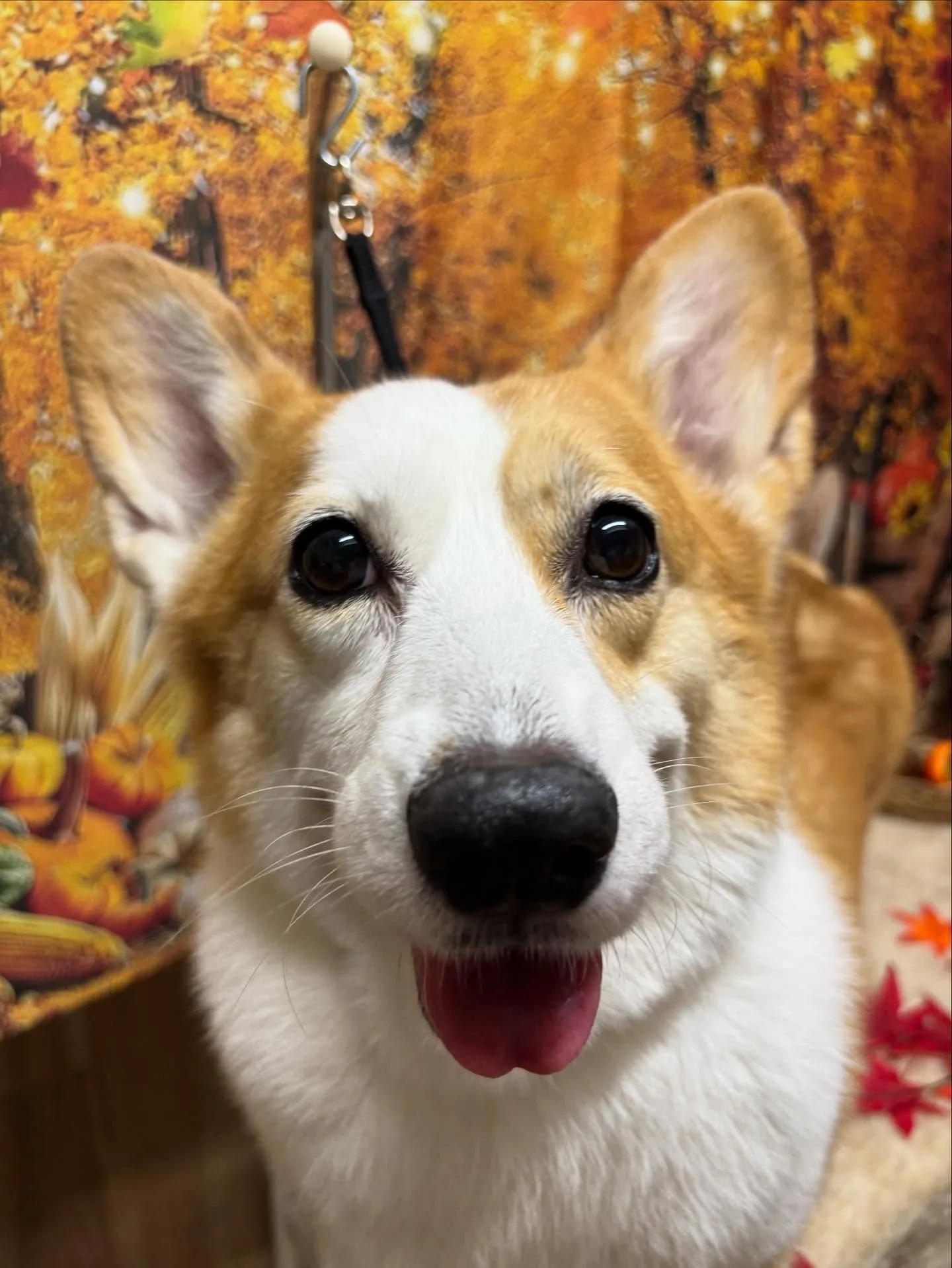 🍃今日のトリミング🍃コーギー🐶｜名東区・千種区・守山区の動物...