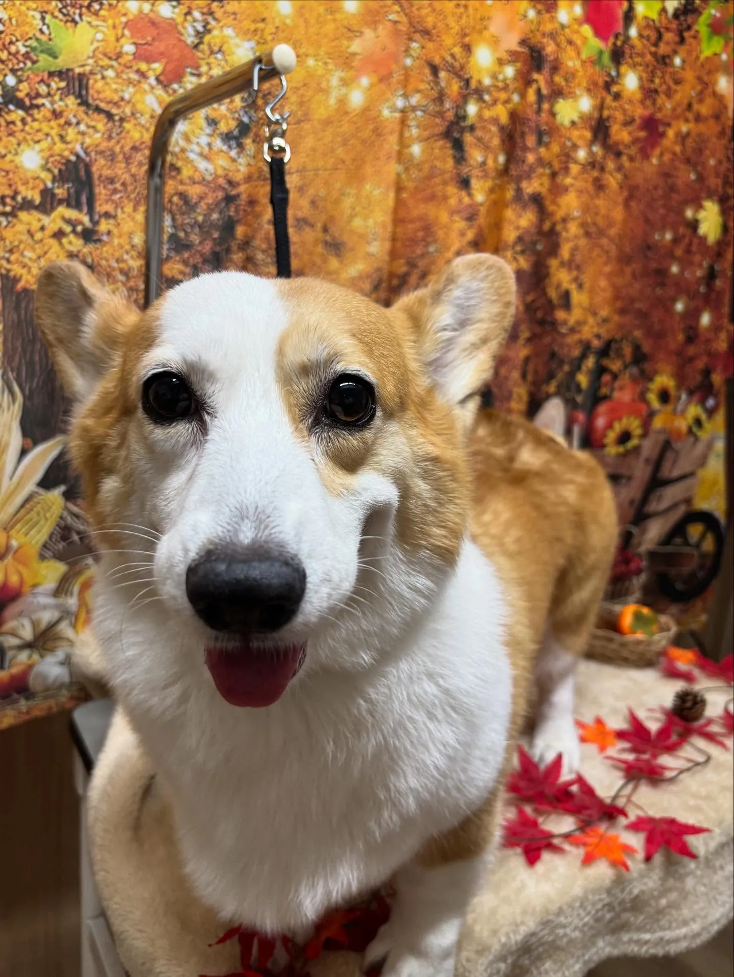 🍃今日のトリミング🍃コーギー🐶｜名東区・千種区・守山区の動物...