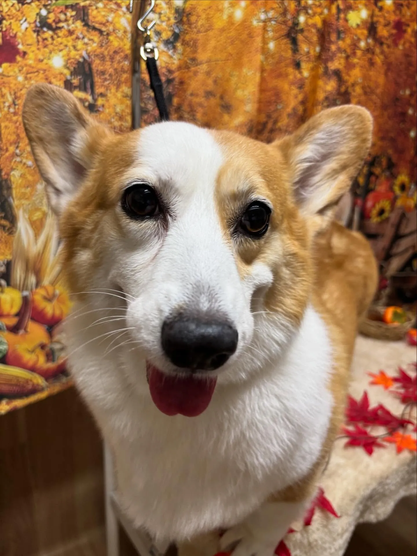 🍃今日のトリミング🍃コーギー🐶｜名東区・千種区・守山区の動物...