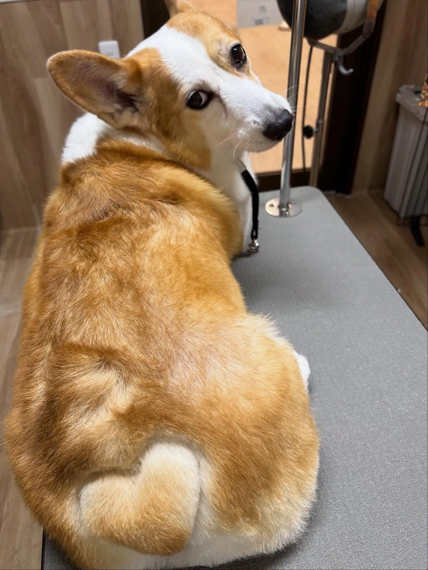 🍃今日のトリミング🍃コーギー🐶｜名東区・千種区・守山区の動物...