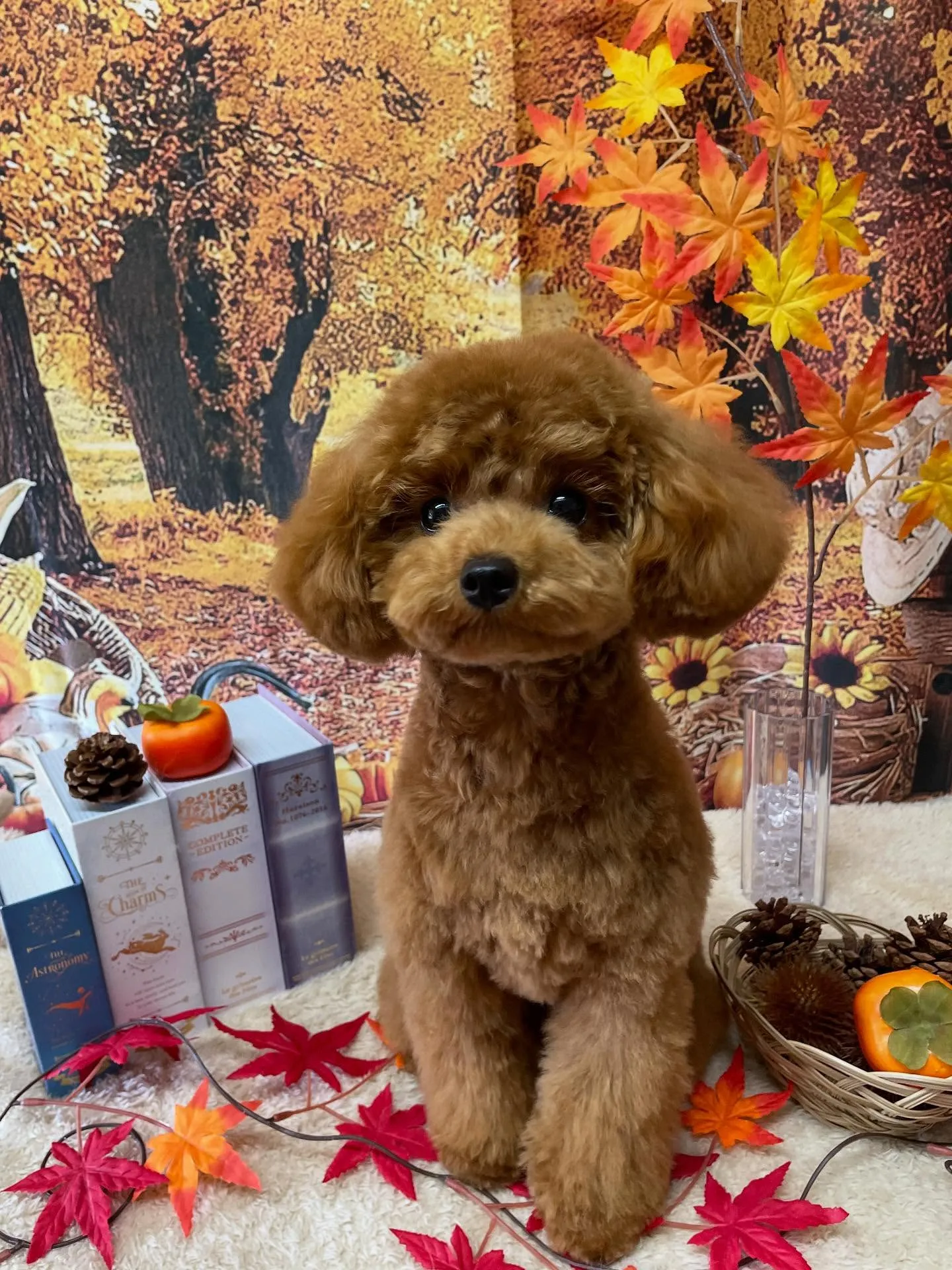 🍃今日のトリミング🍃プードル🐶ミックス犬🐶チワワ🐶｜名東区・...