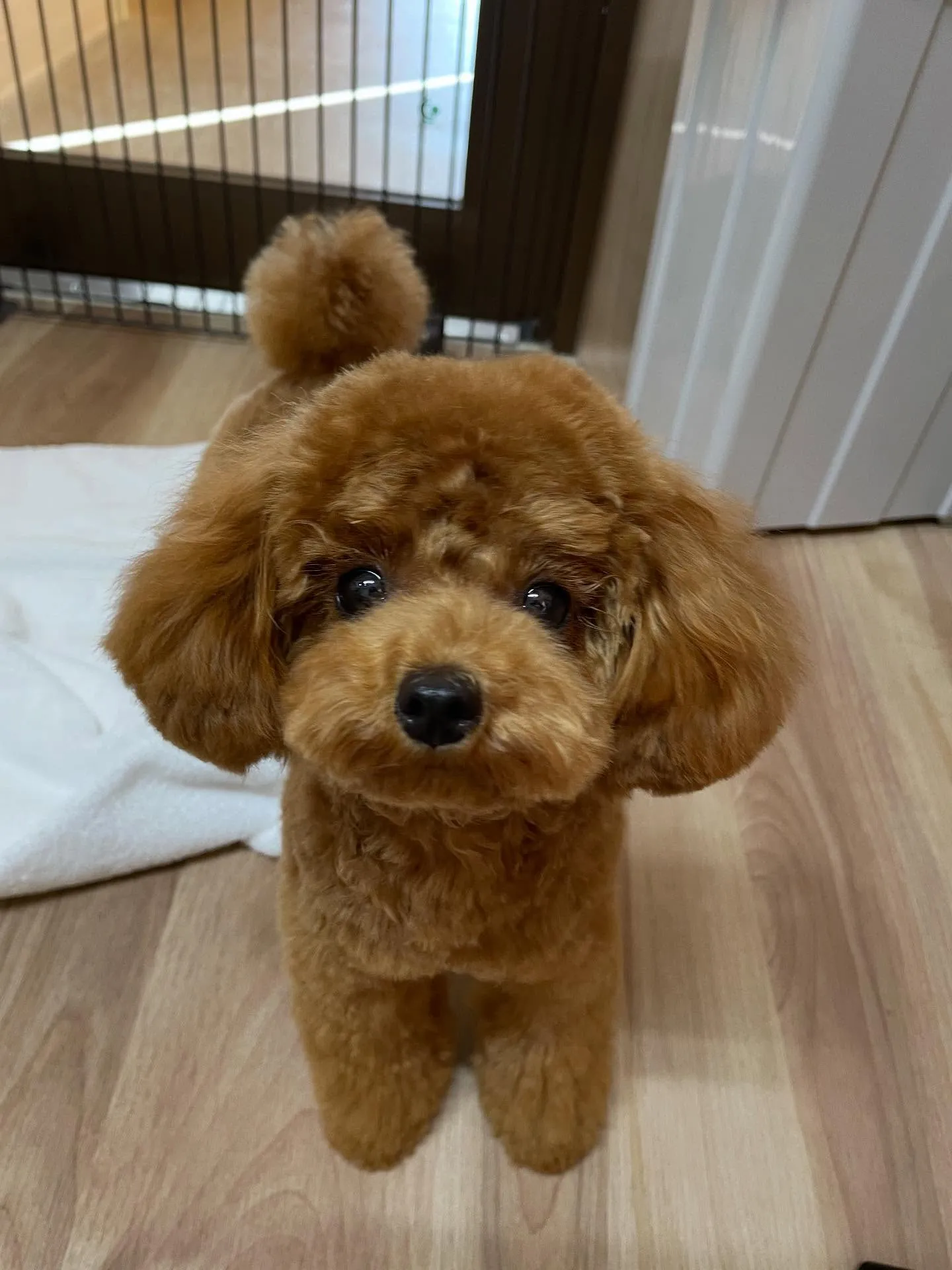 🍃今日のトリミング🍃プードル🐶ミックス犬🐶チワワ🐶｜名東区・...