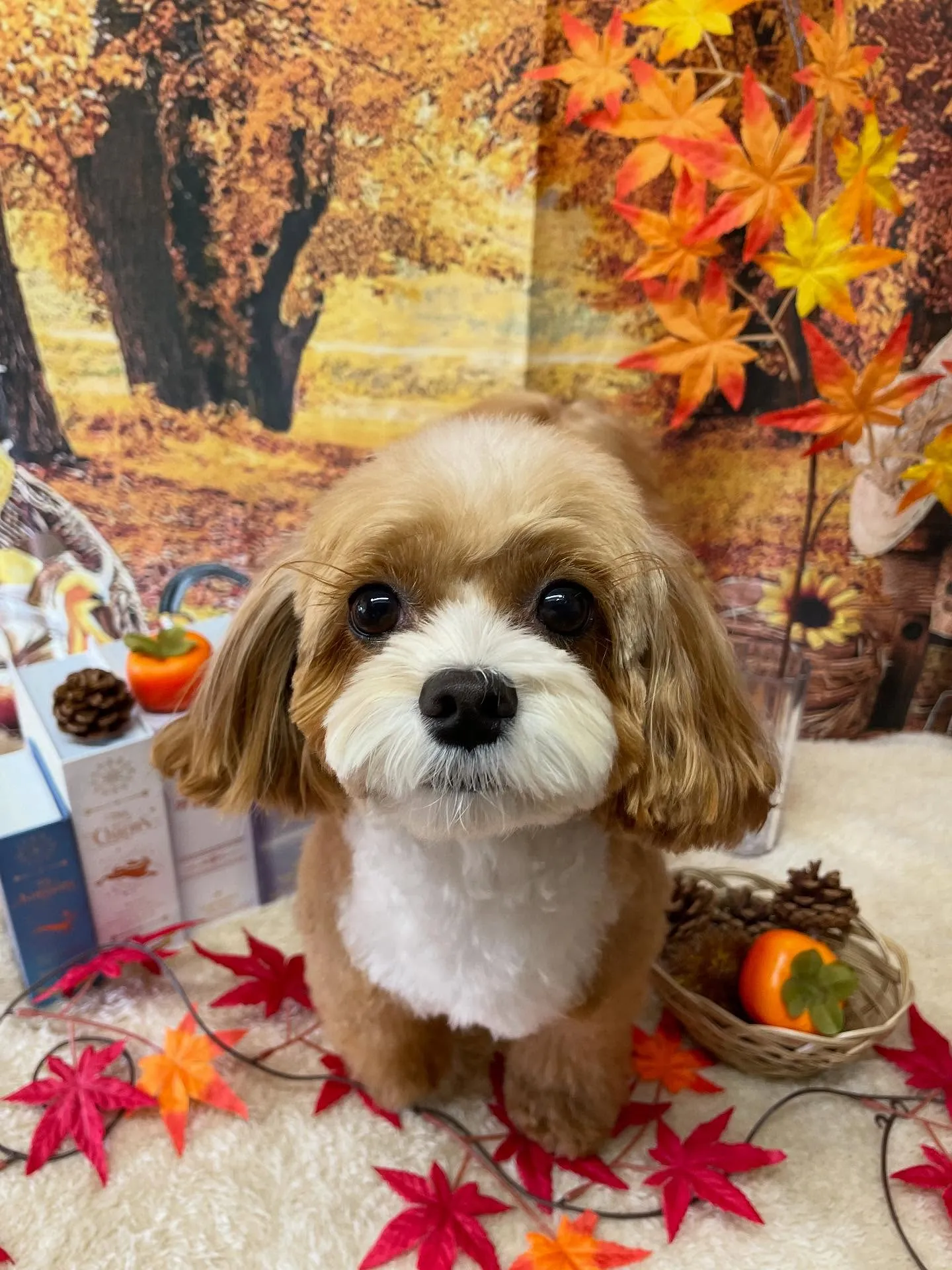 🍃今日のトリミング🍃プードル🐶ミックス犬🐶チワワ🐶｜名東区・...