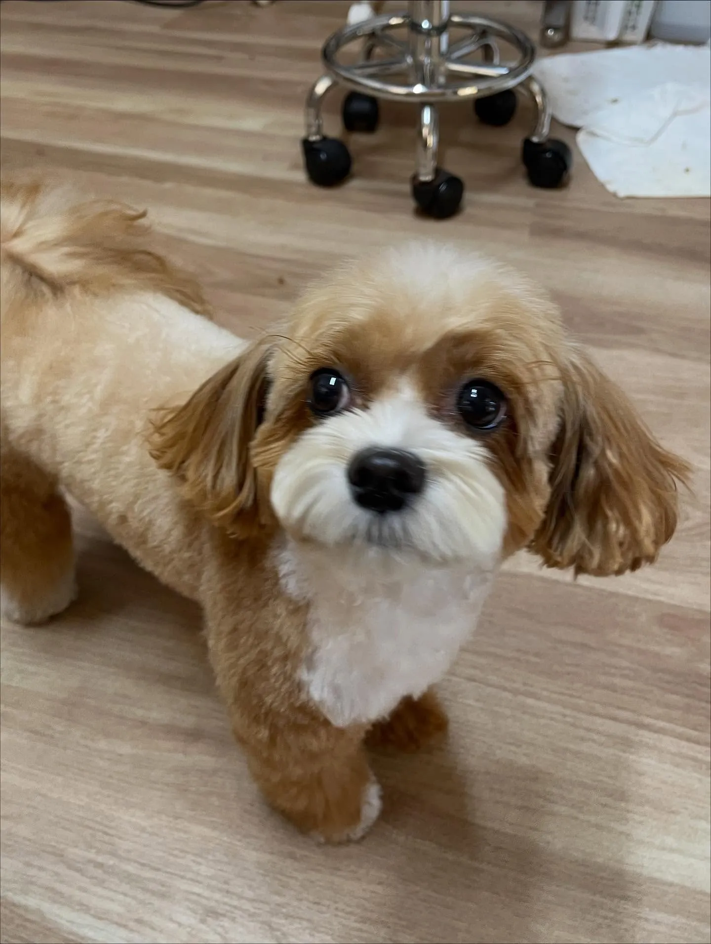 🍃今日のトリミング🍃プードル🐶ミックス犬🐶チワワ🐶｜名東区・...