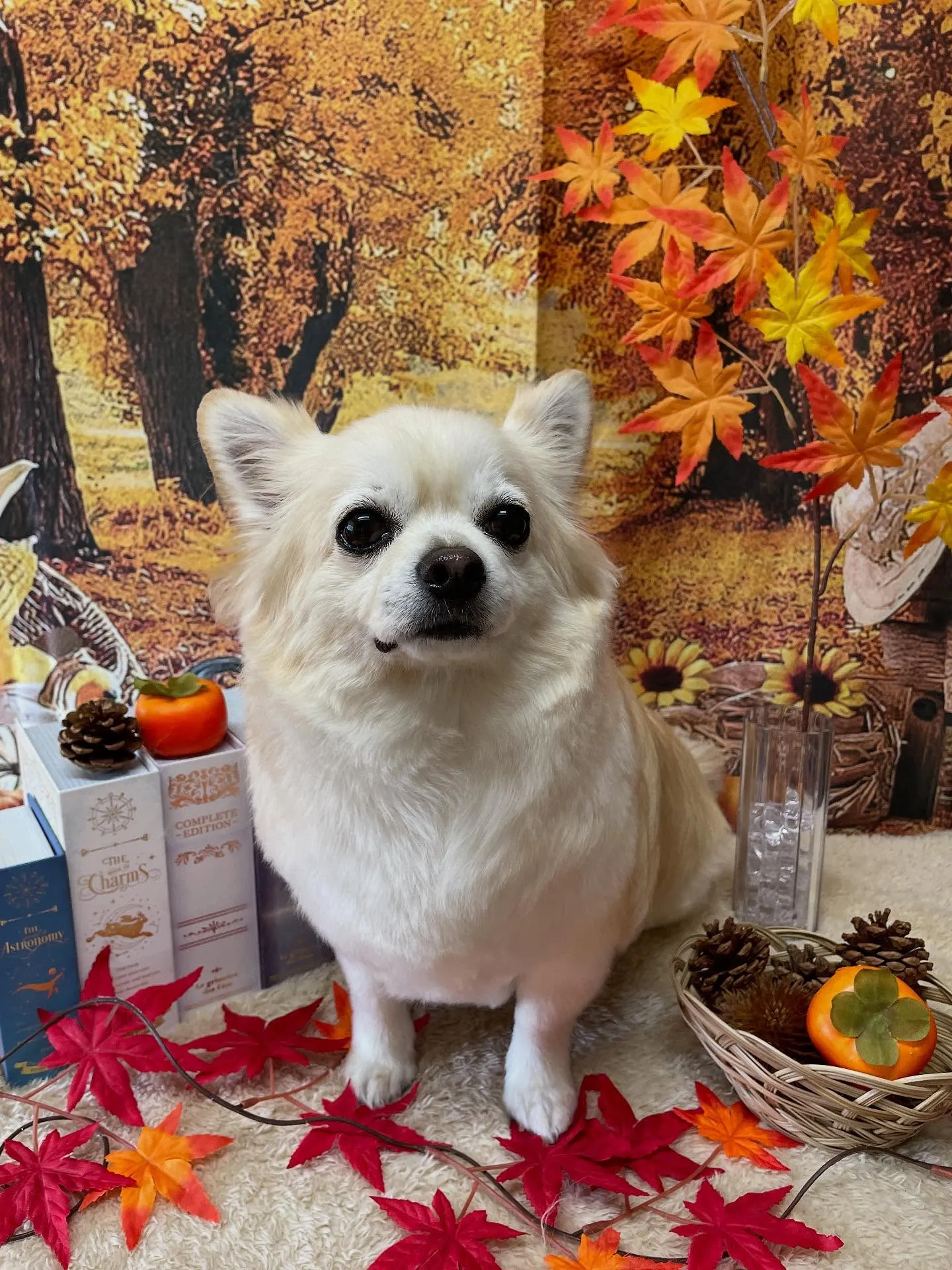 🍃今日のトリミング🍃プードル🐶ミックス犬🐶チワワ🐶｜名東区・...