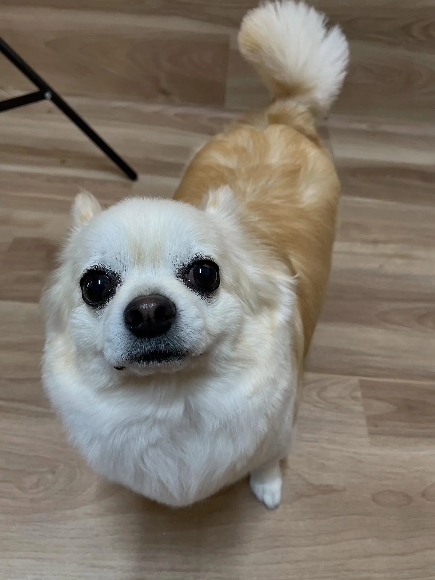 🍃今日のトリミング🍃プードル🐶ミックス犬🐶チワワ🐶｜名東区・...