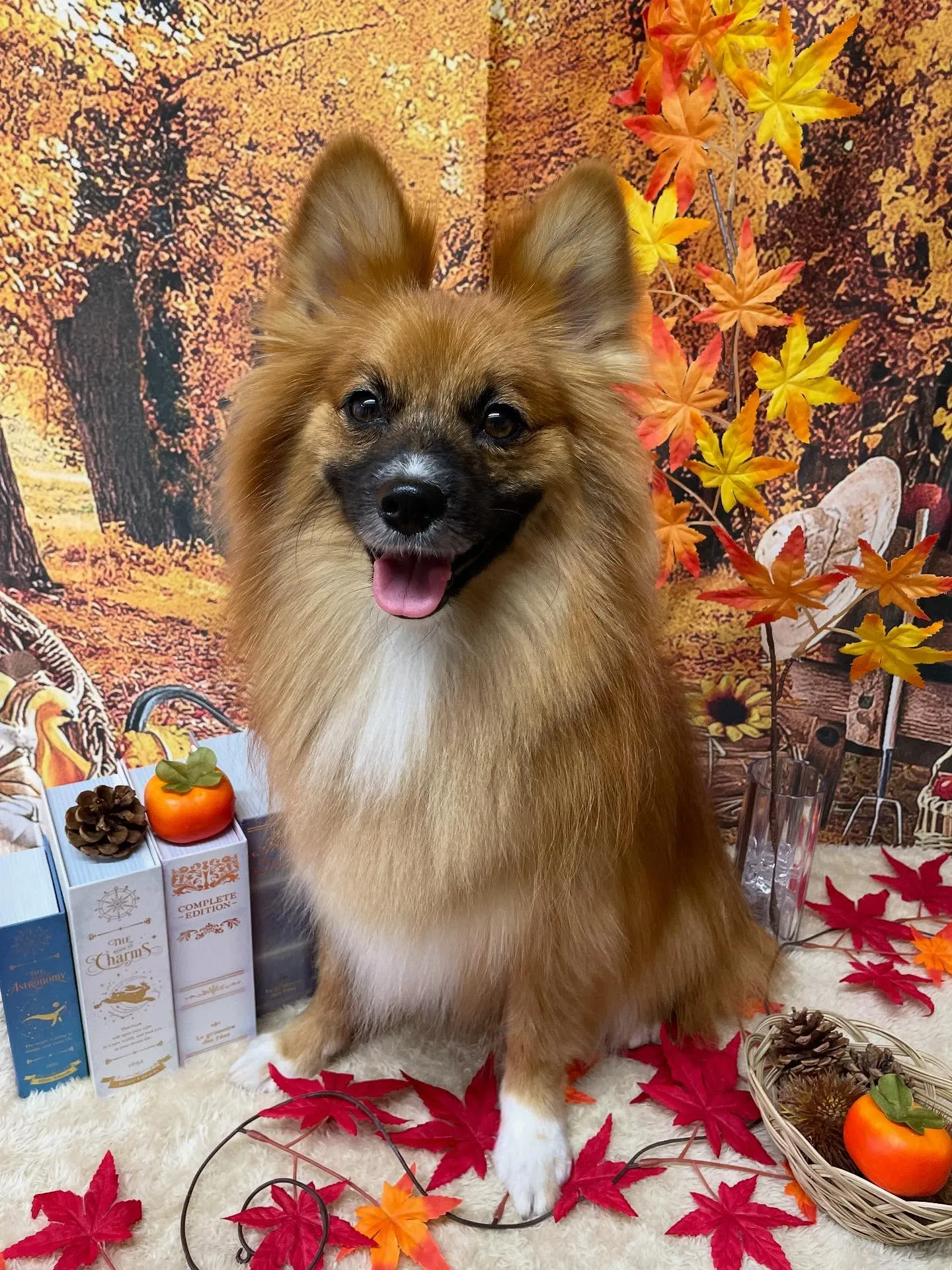 🍃今日のトリミング🍃ミックス犬🐶|名東区・千種区・守山区の動...