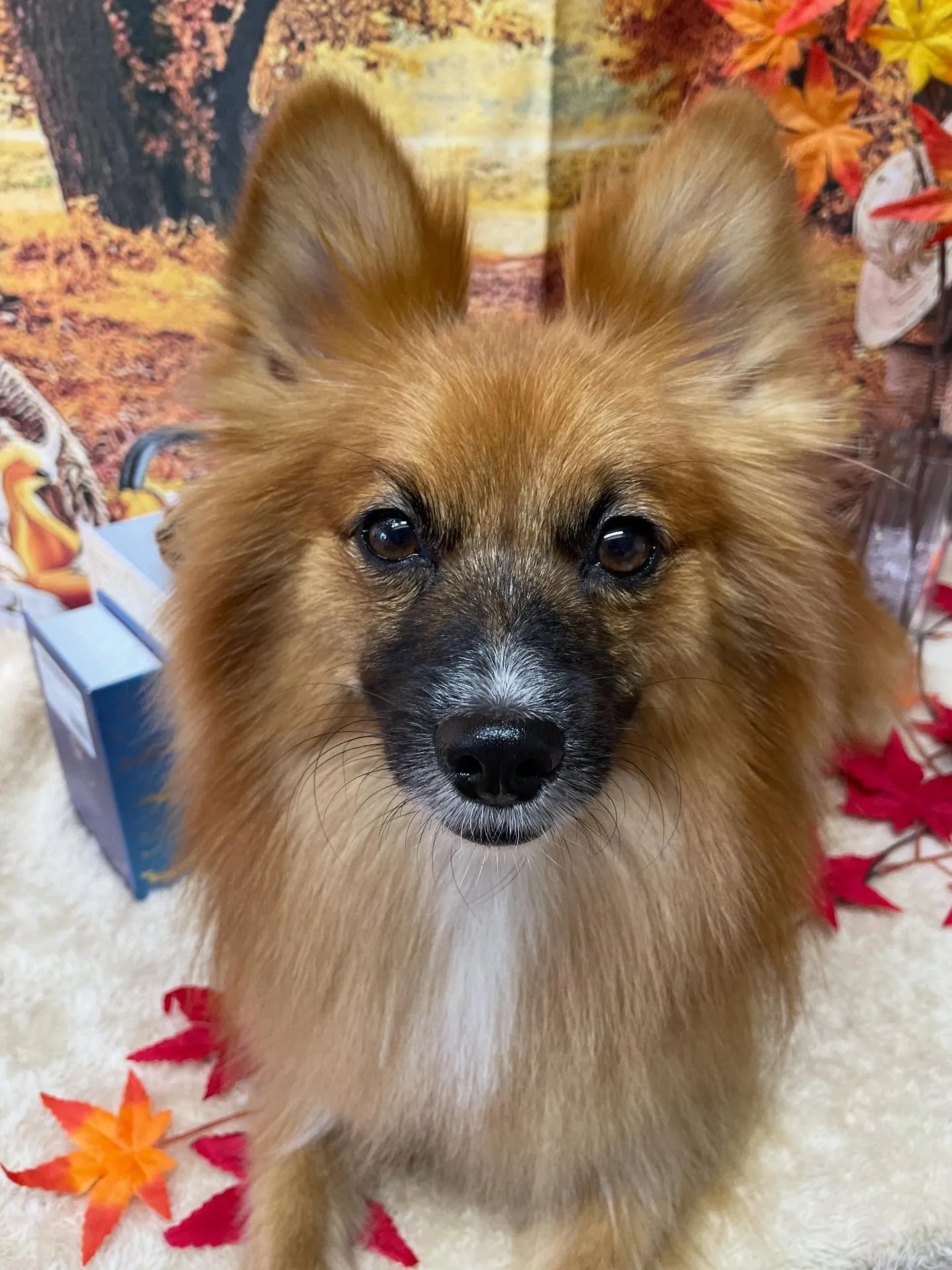 🍃今日のトリミング🍃ミックス犬🐶|名東区・千種区・守山区の動...