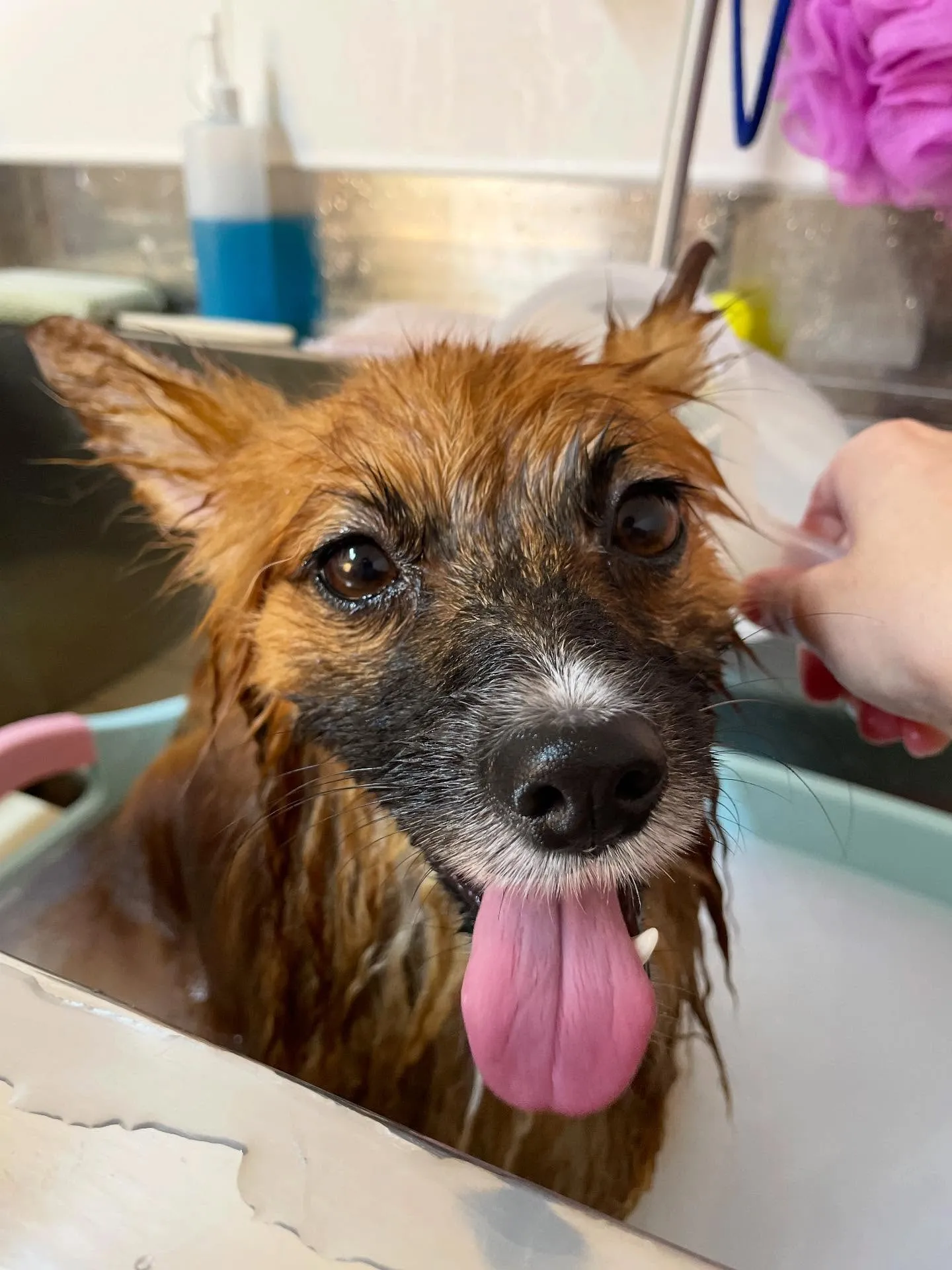 🍃今日のトリミング🍃ミックス犬🐶|名東区・千種区・守山区の動...