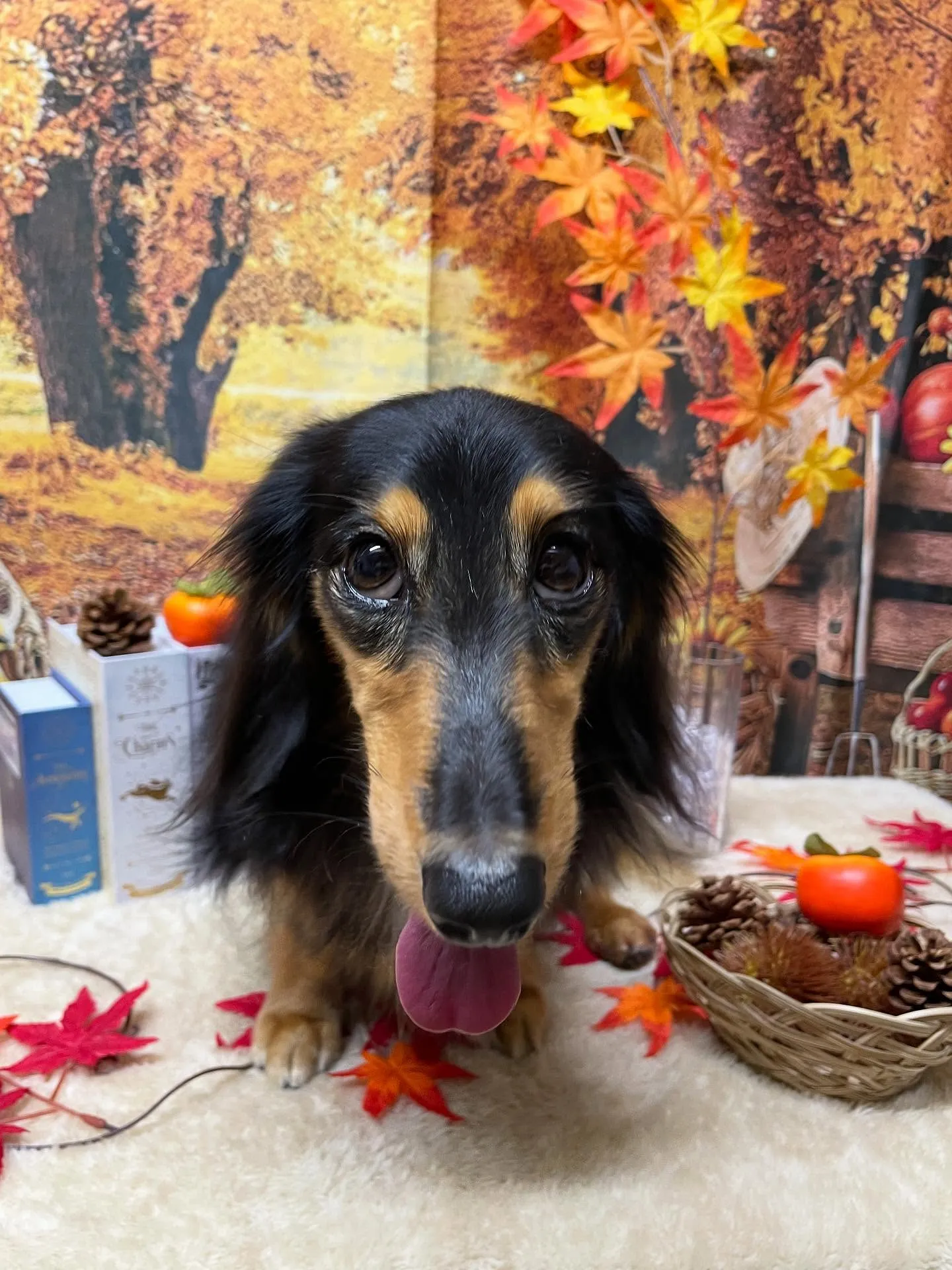 🍃今日のトリミング🍃ダックス🐶|名東区・千種区・守山区の動物...
