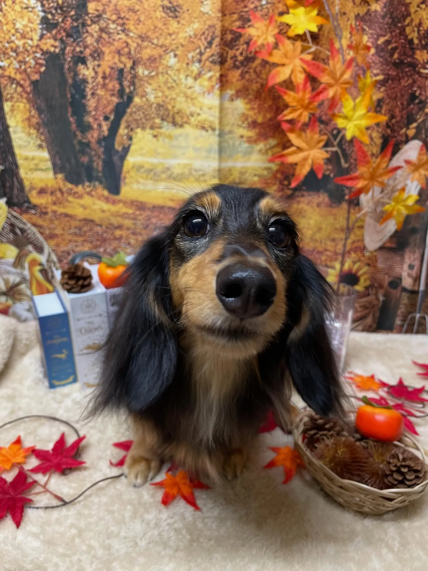 🍃今日のトリミング🍃ダックス🐶|名東区・千種区・守山区の動物...