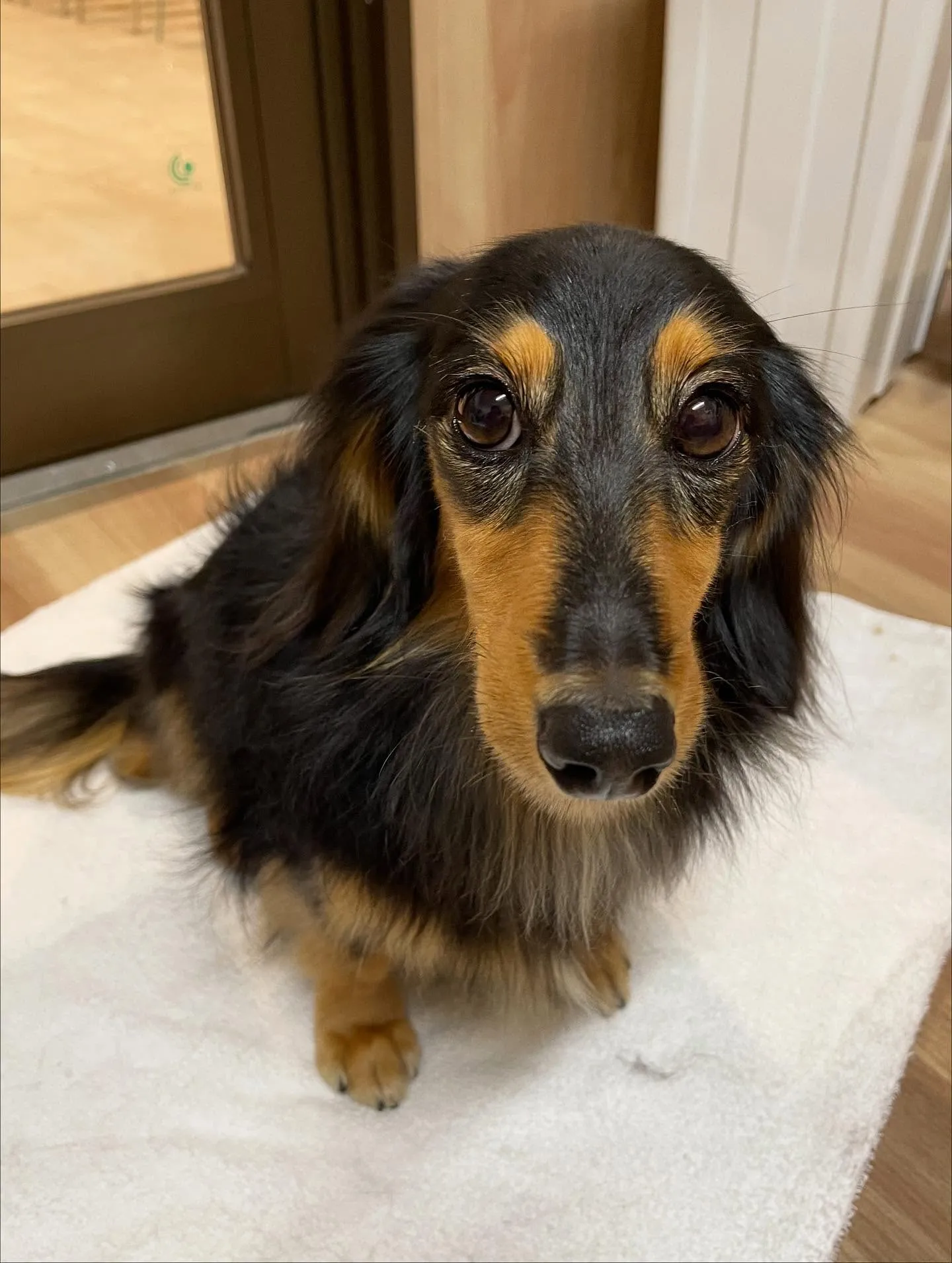 🍃今日のトリミング🍃ダックス🐶|名東区・千種区・守山区の動物...