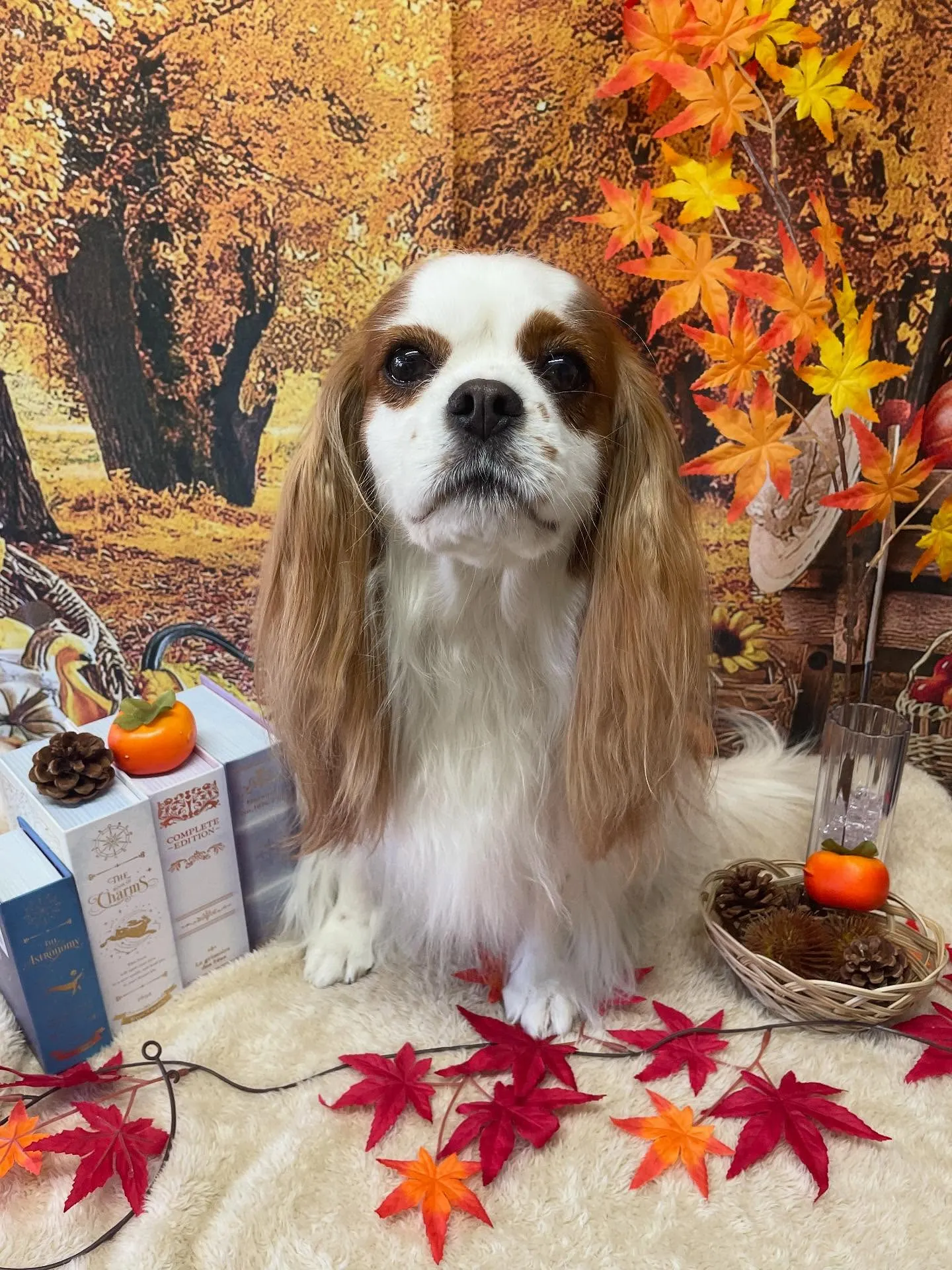 🍃今日のトリミング🍃キャバリア🐶｜名東区・千種区・守山区の動...