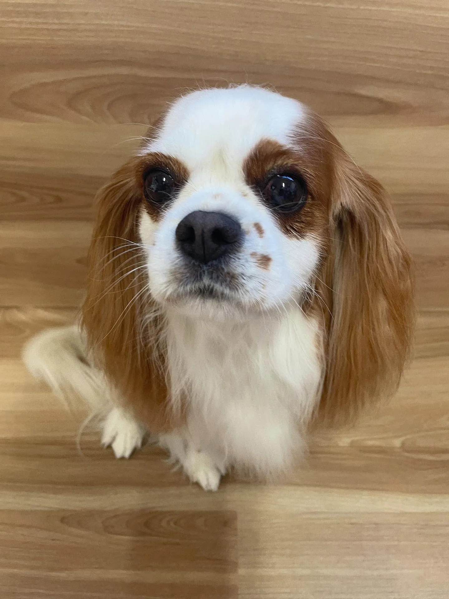 🍃今日のトリミング🍃キャバリア🐶｜名東区・千種区・守山区の動...