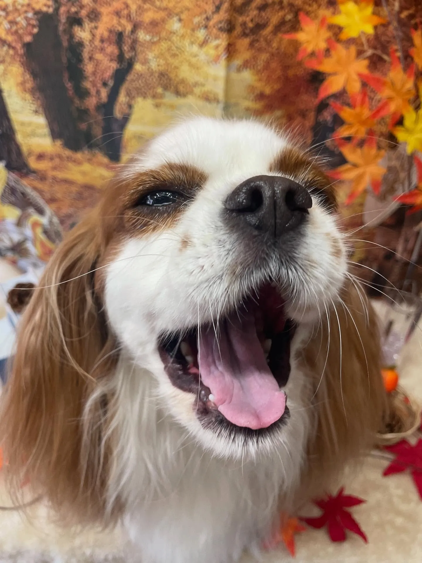 🍃今日のトリミング🍃キャバリア🐶｜名東区・千種区・守山区の動...