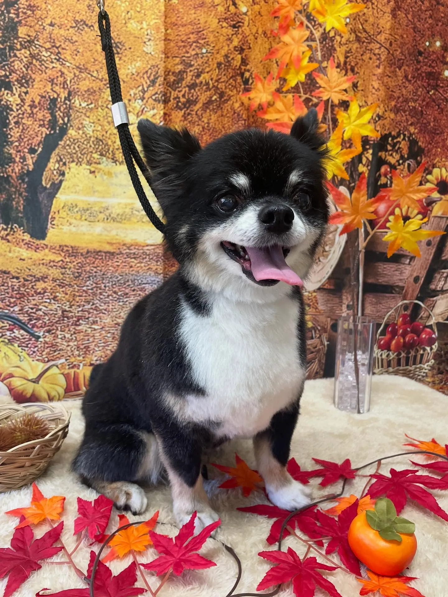 🍃今日のトリミング🍃チワワ🐶|名東区・千種区・守山区の動物病...