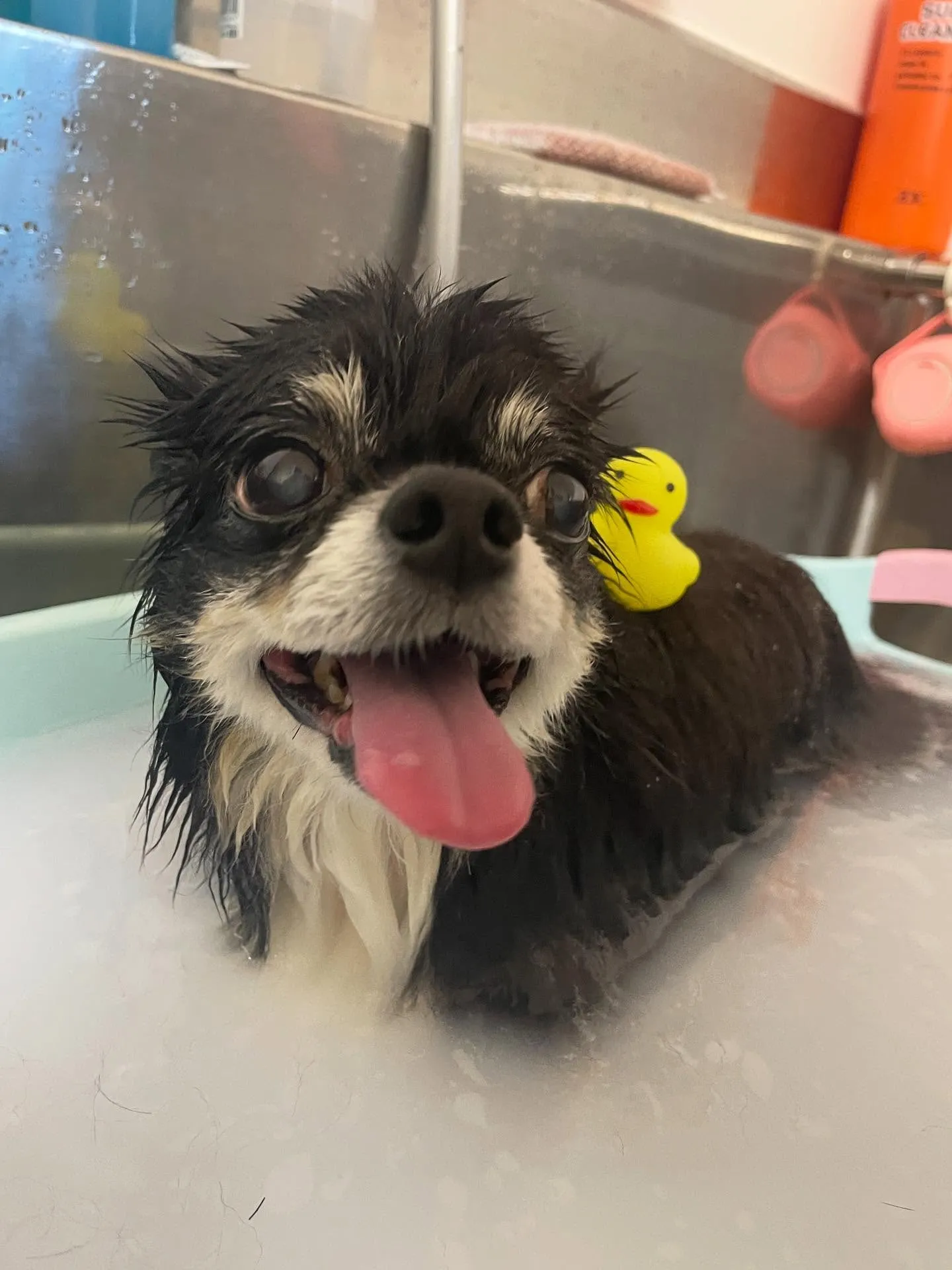 🍃今日のトリミング🍃チワワ🐶|名東区・千種区・守山区の動物病...