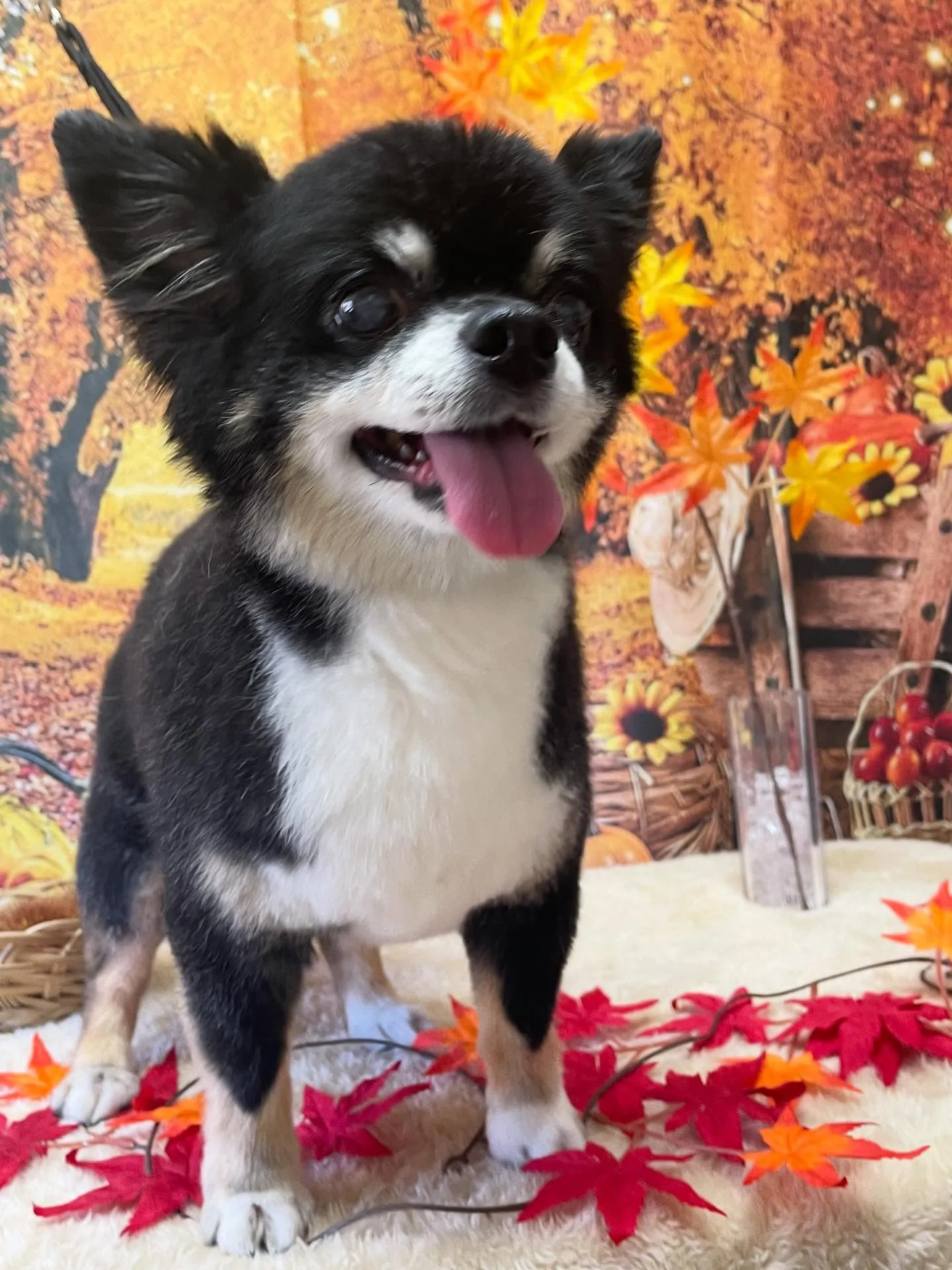 🍃今日のトリミング🍃チワワ🐶|名東区・千種区・守山区の動物病...