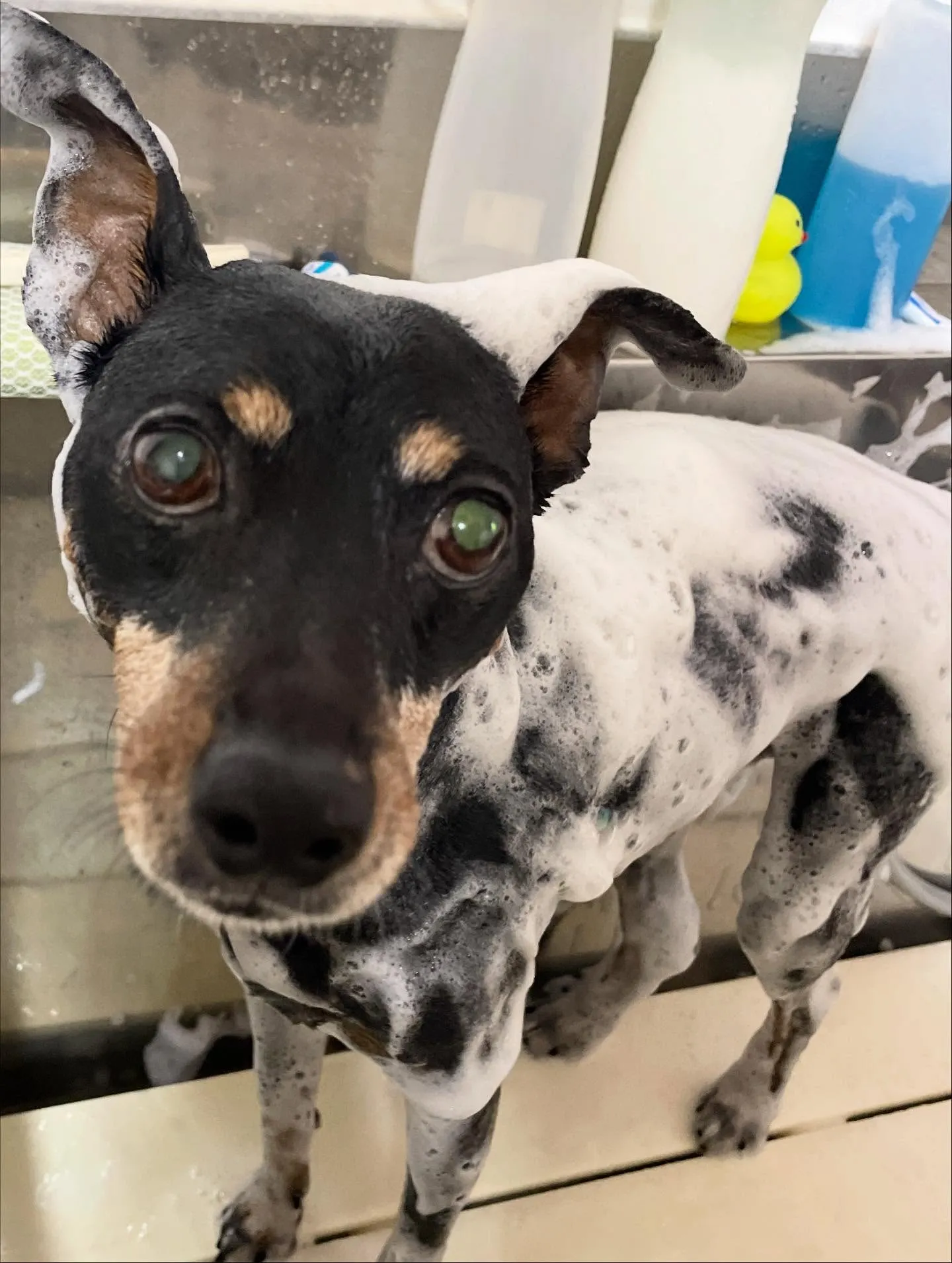 🍃今日のトリミング🍃ミニチュアピンシャー 🐶｜名東区・千種区...