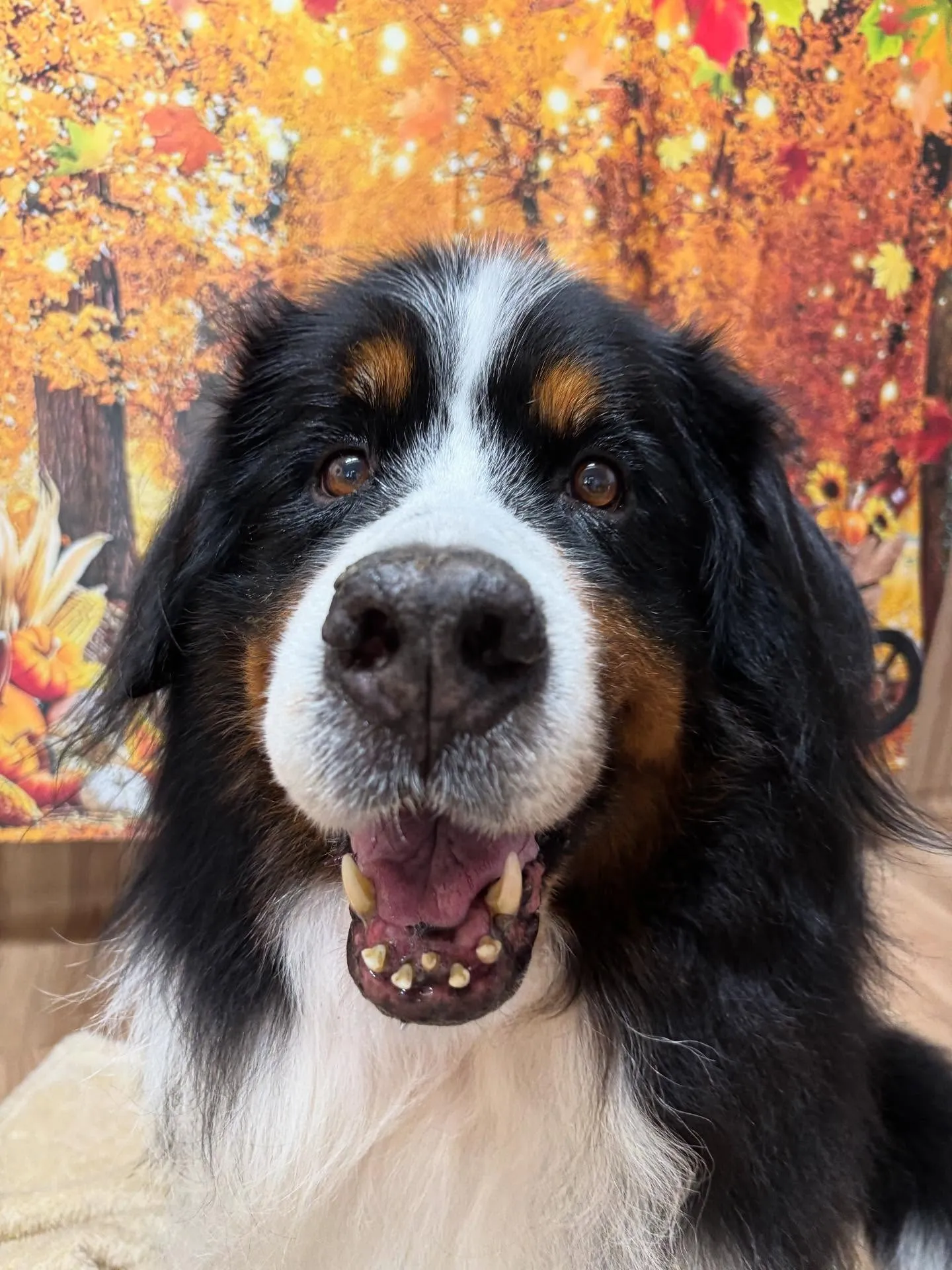 🍃今日のトリミング🍃バーニーズマウンテンドッグ🐶｜名東区・千...