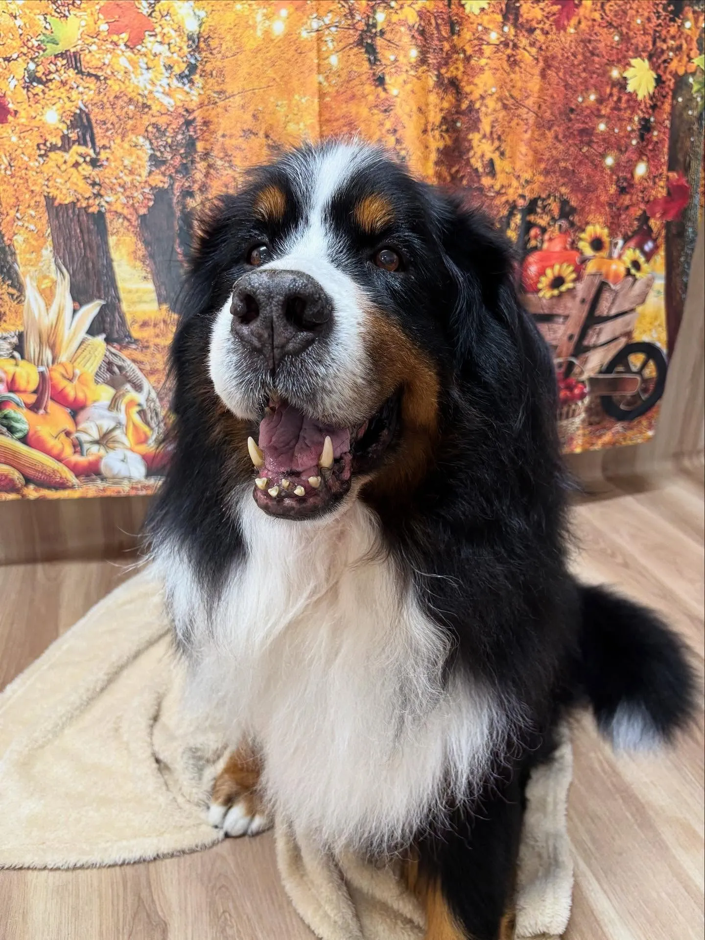 🍃今日のトリミング🍃バーニーズマウンテンドッグ🐶｜名東区・千...